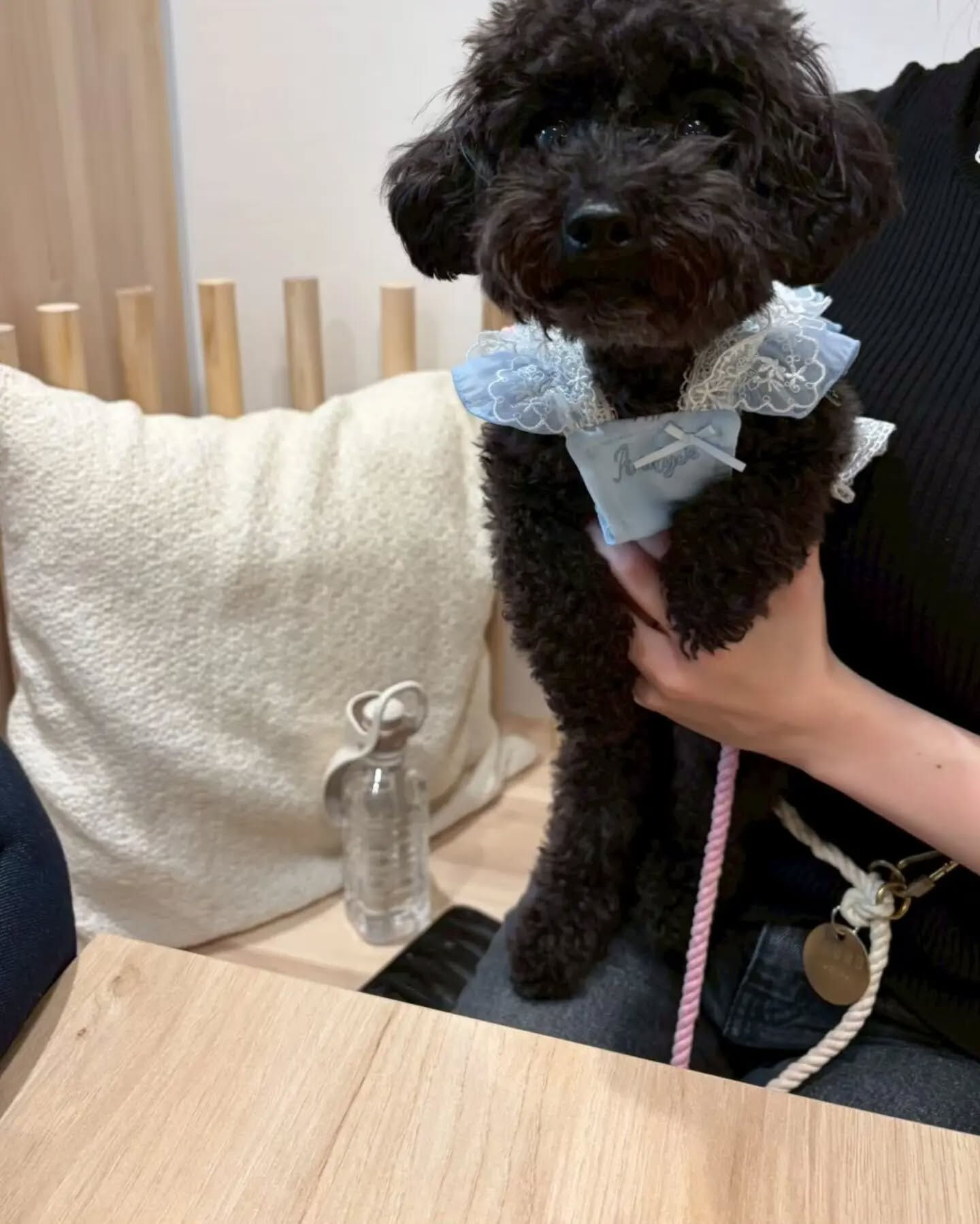 来店わんこのお写真投稿🐶✨