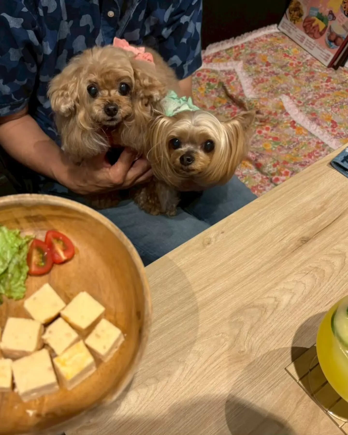来店わんこのお写真投稿🐶✨