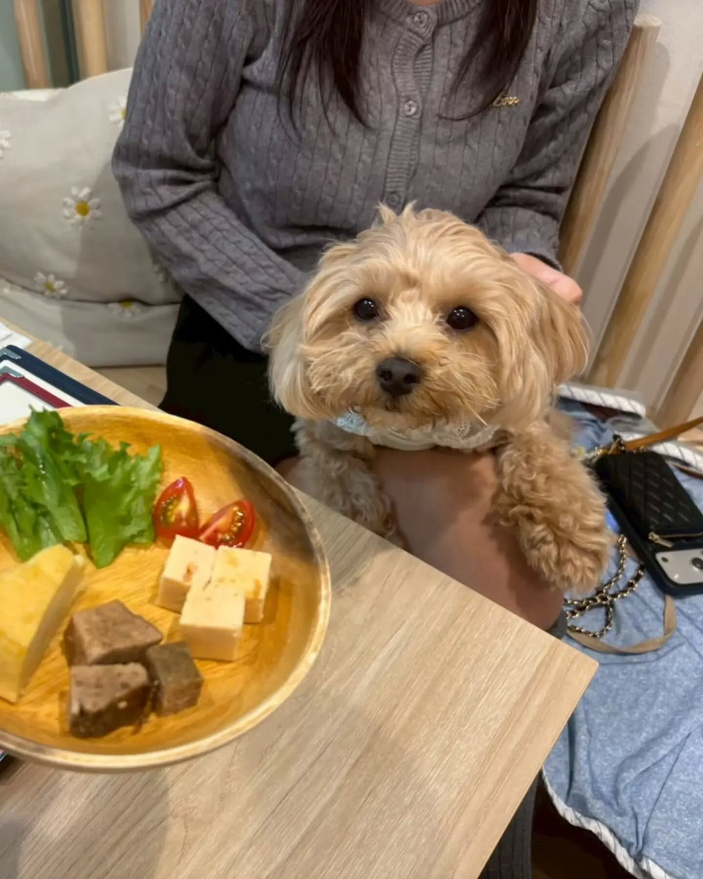 来店わんこのお写真投稿🐶✨