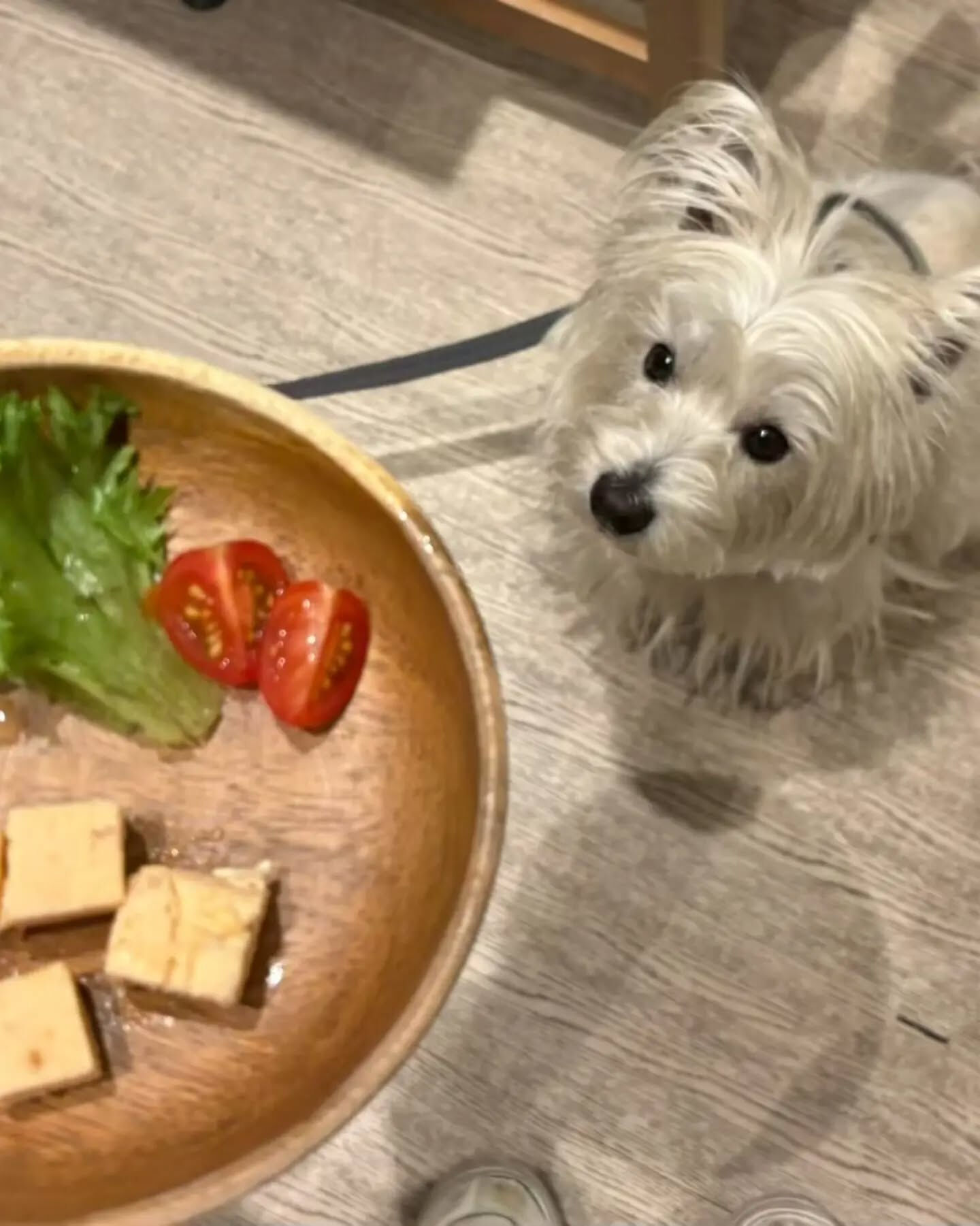 来店わんこのお写真投稿🐶✨