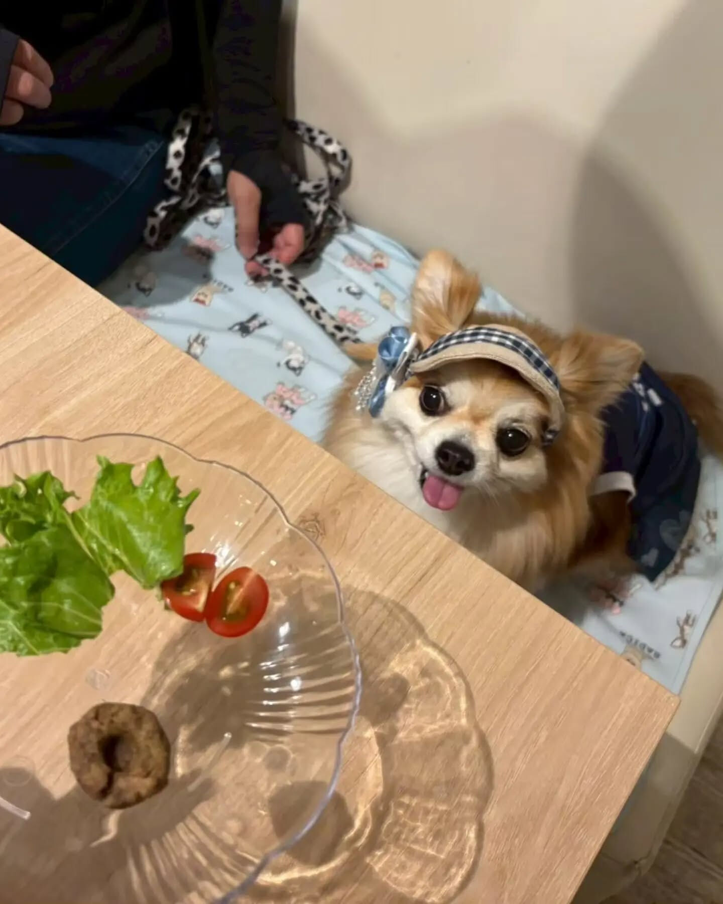 来店わんこのお写真投稿🐶✨