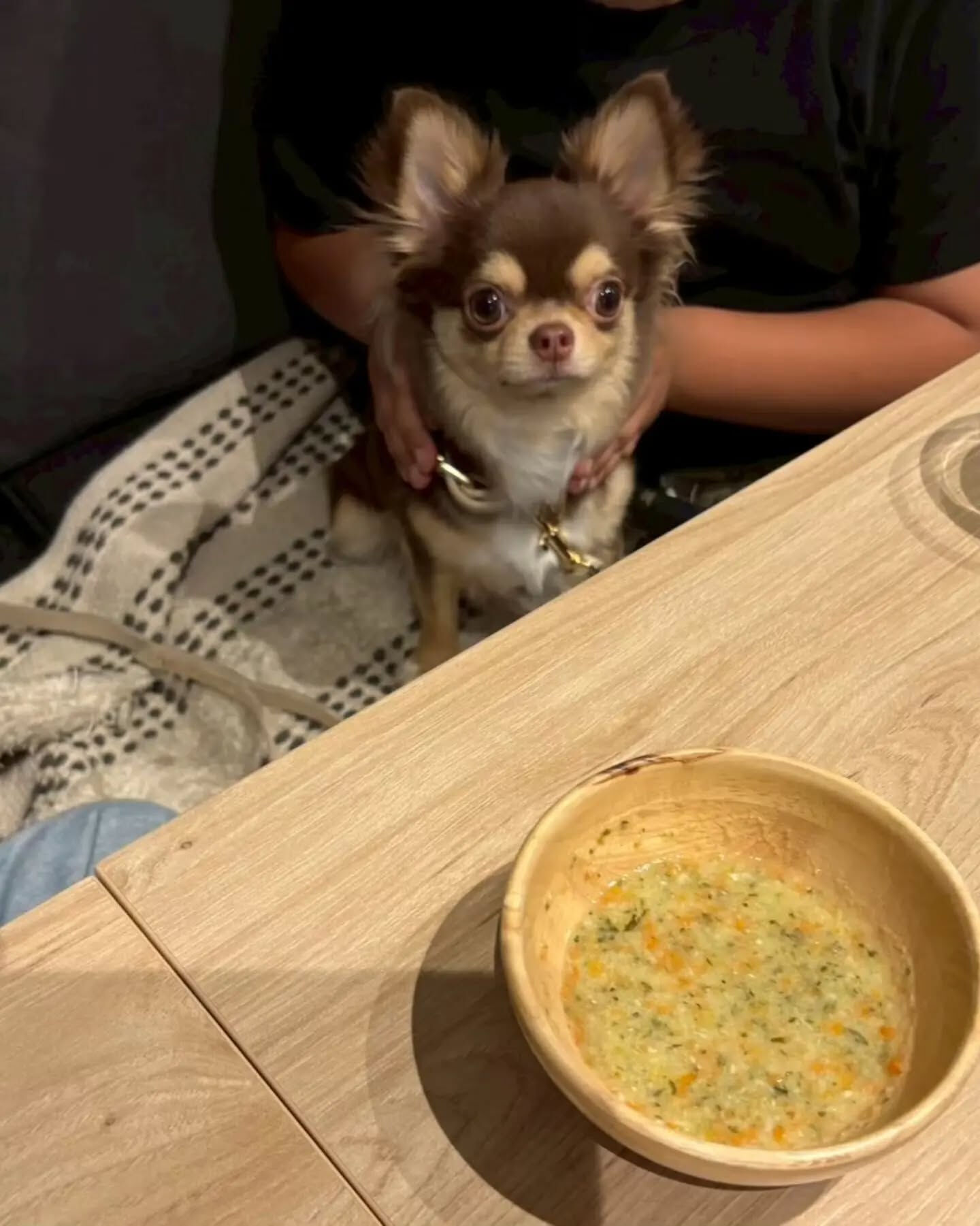 来店わんこのお写真投稿🐶✨