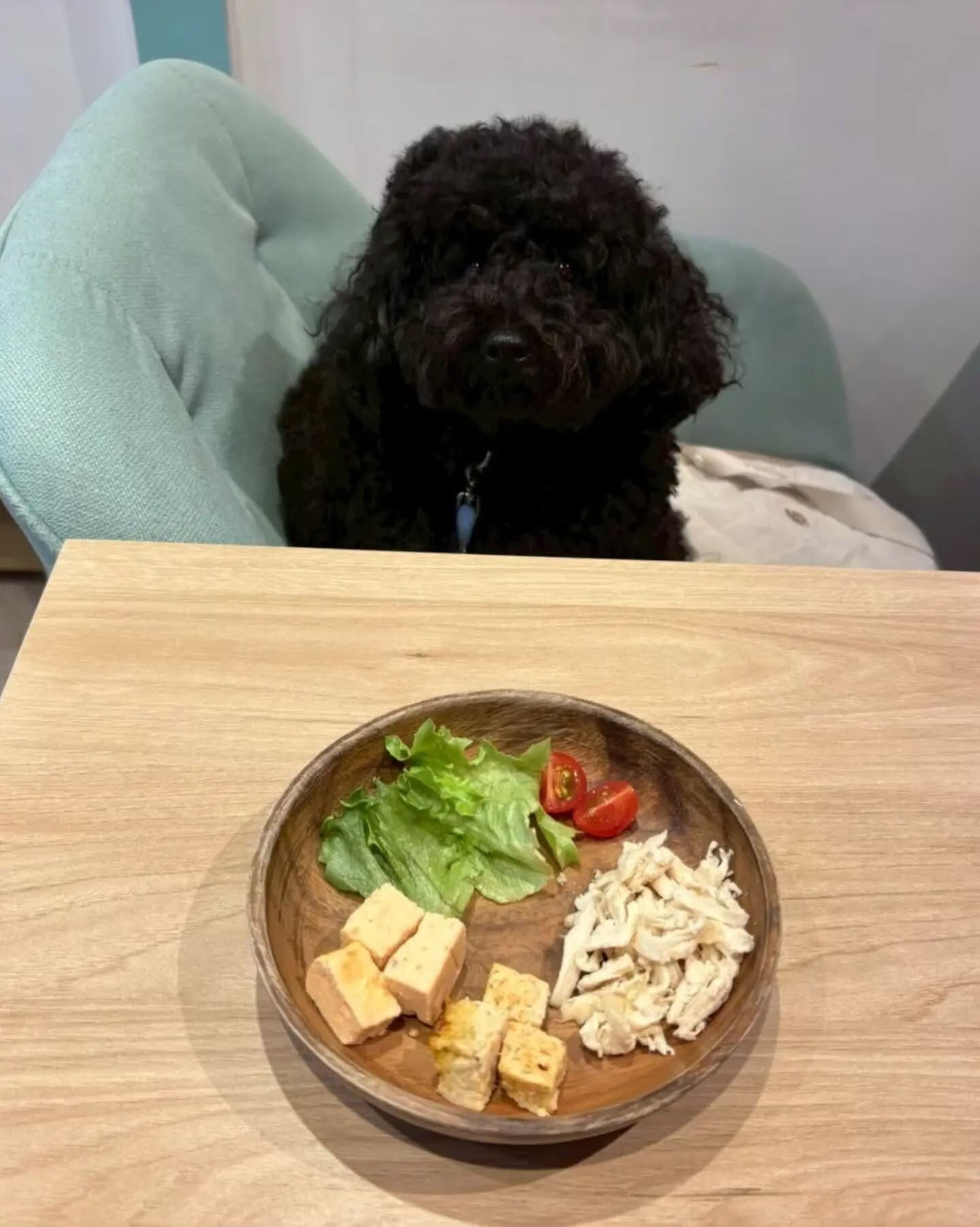 来店わんこのお写真投稿🐶✨