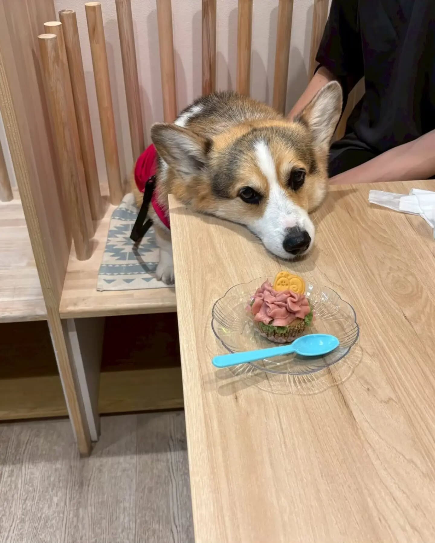 来店わんこのお写真投稿🐶✨