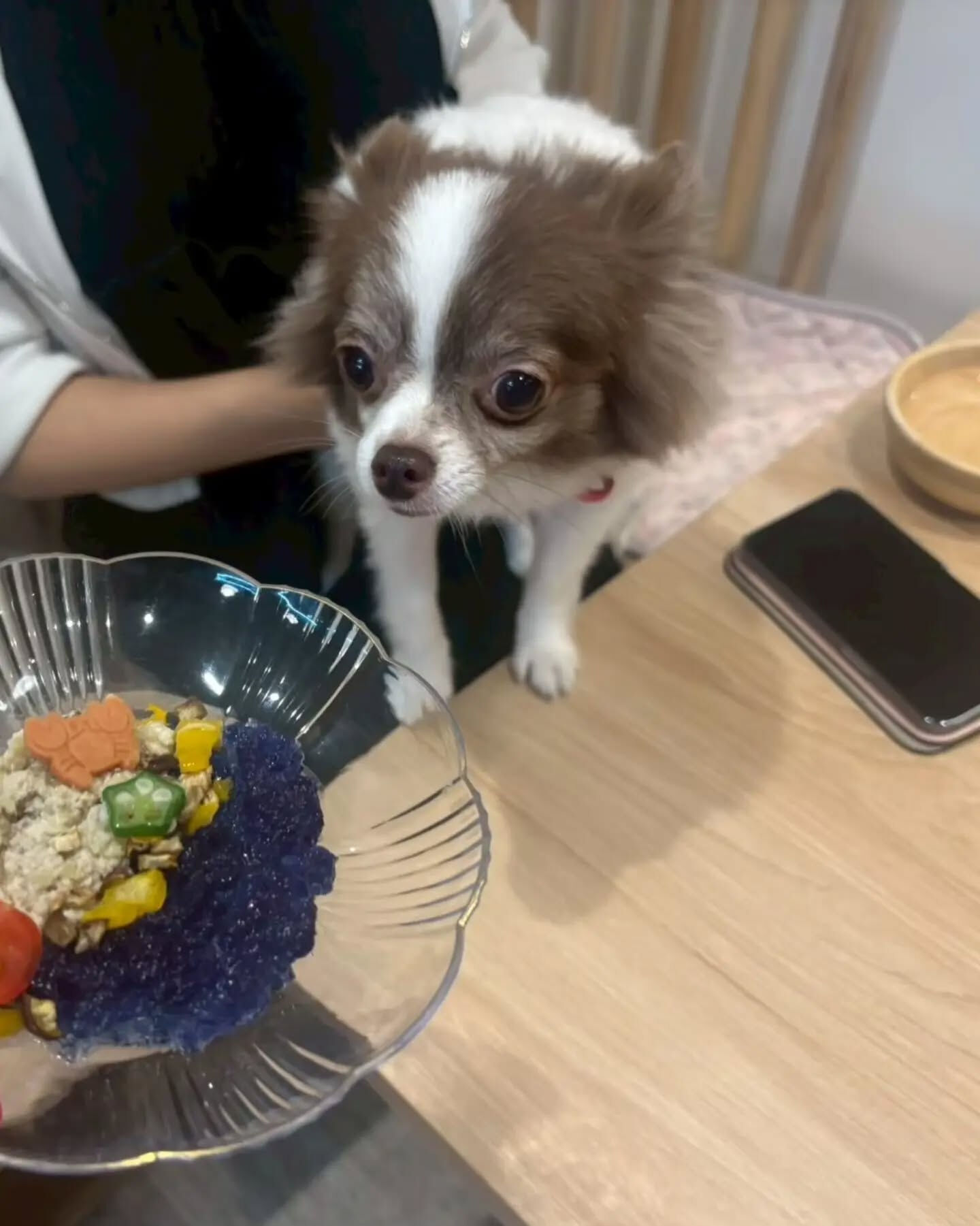 来店わんこのお写真投稿🐶✨