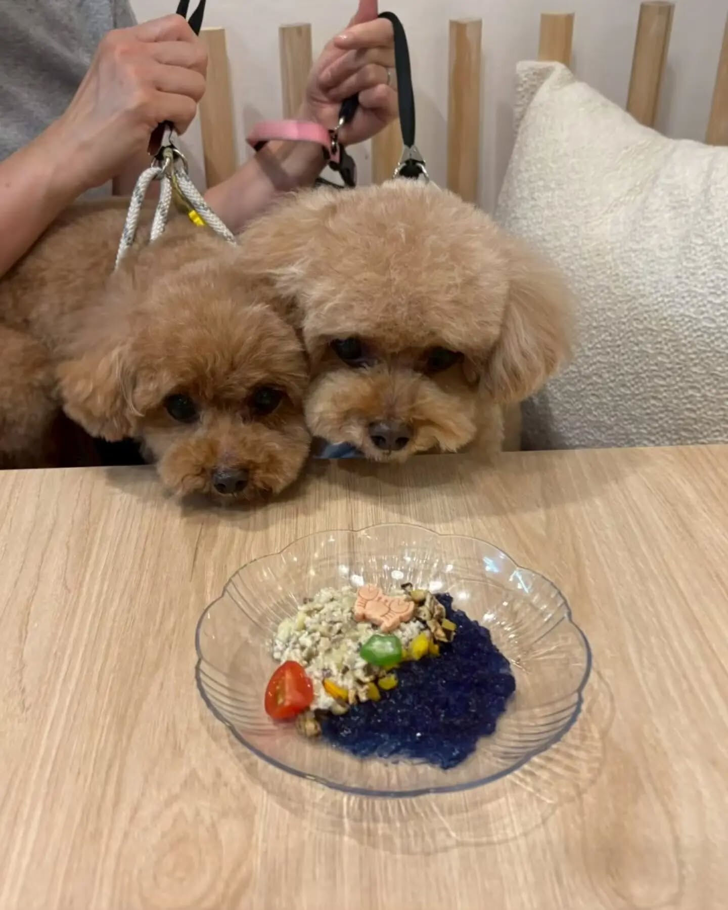 来店わんこのお写真投稿🐶✨