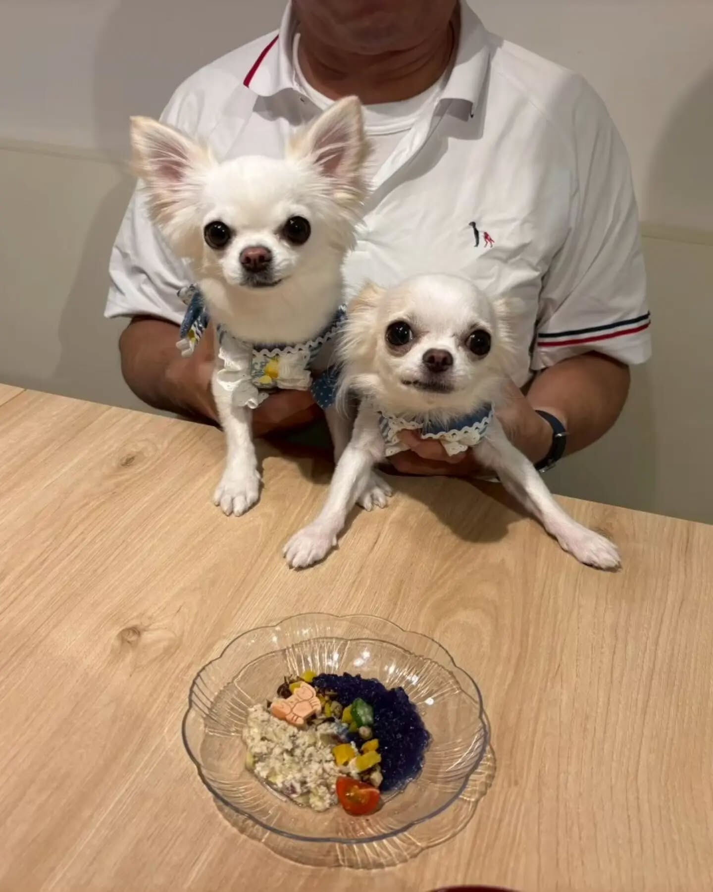 来店わんこのお写真投稿🐶✨