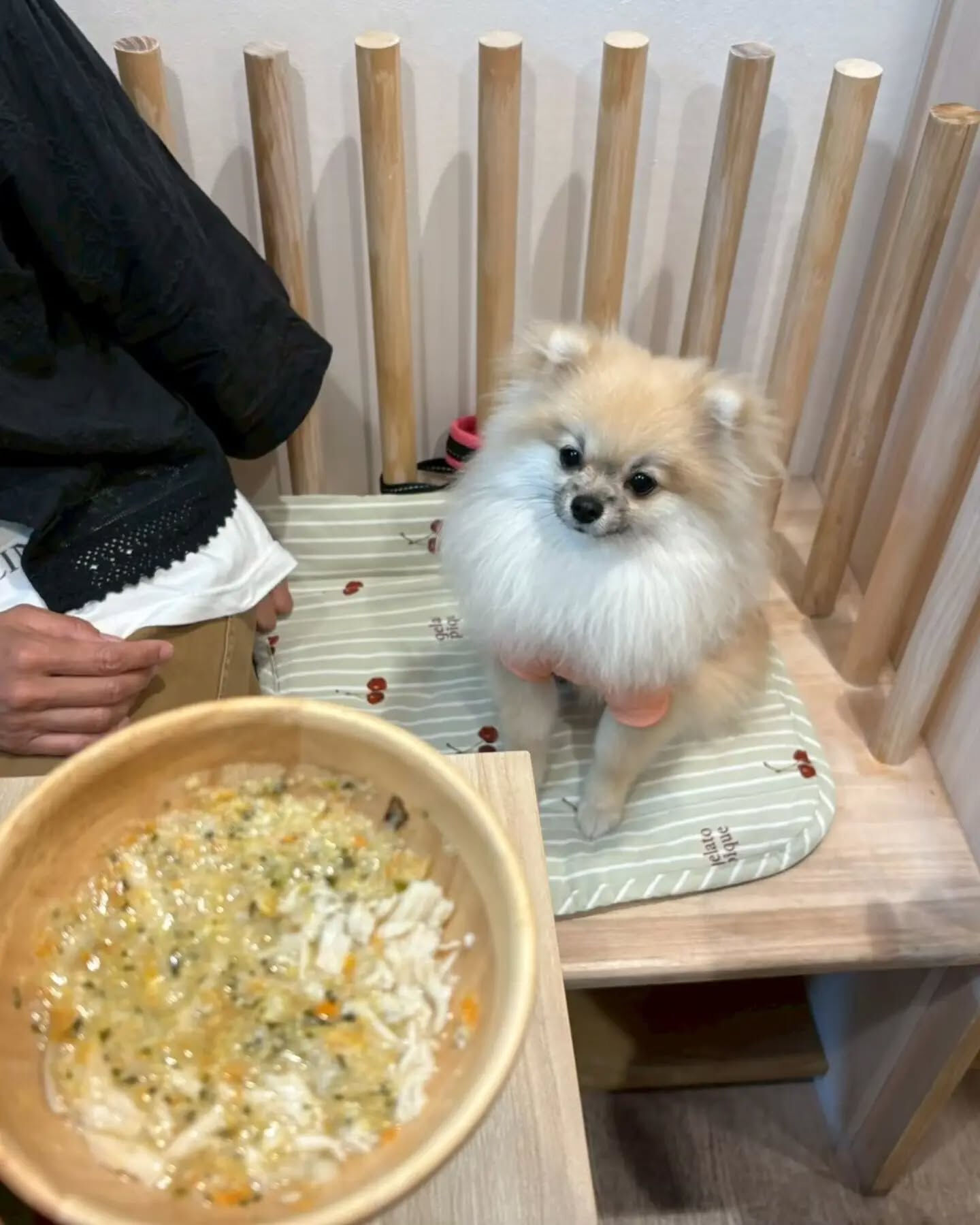 来店わんこのお写真投稿🐶✨