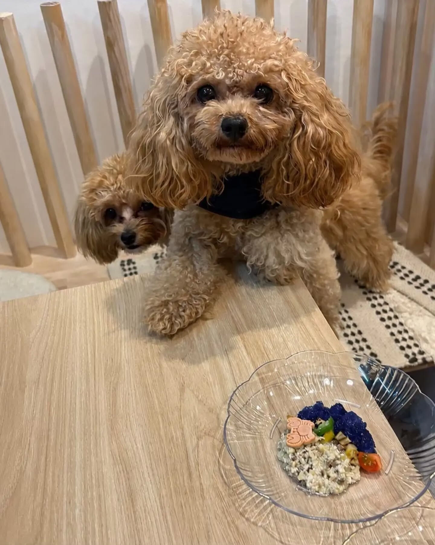 来店わんこのお写真投稿🐶✨