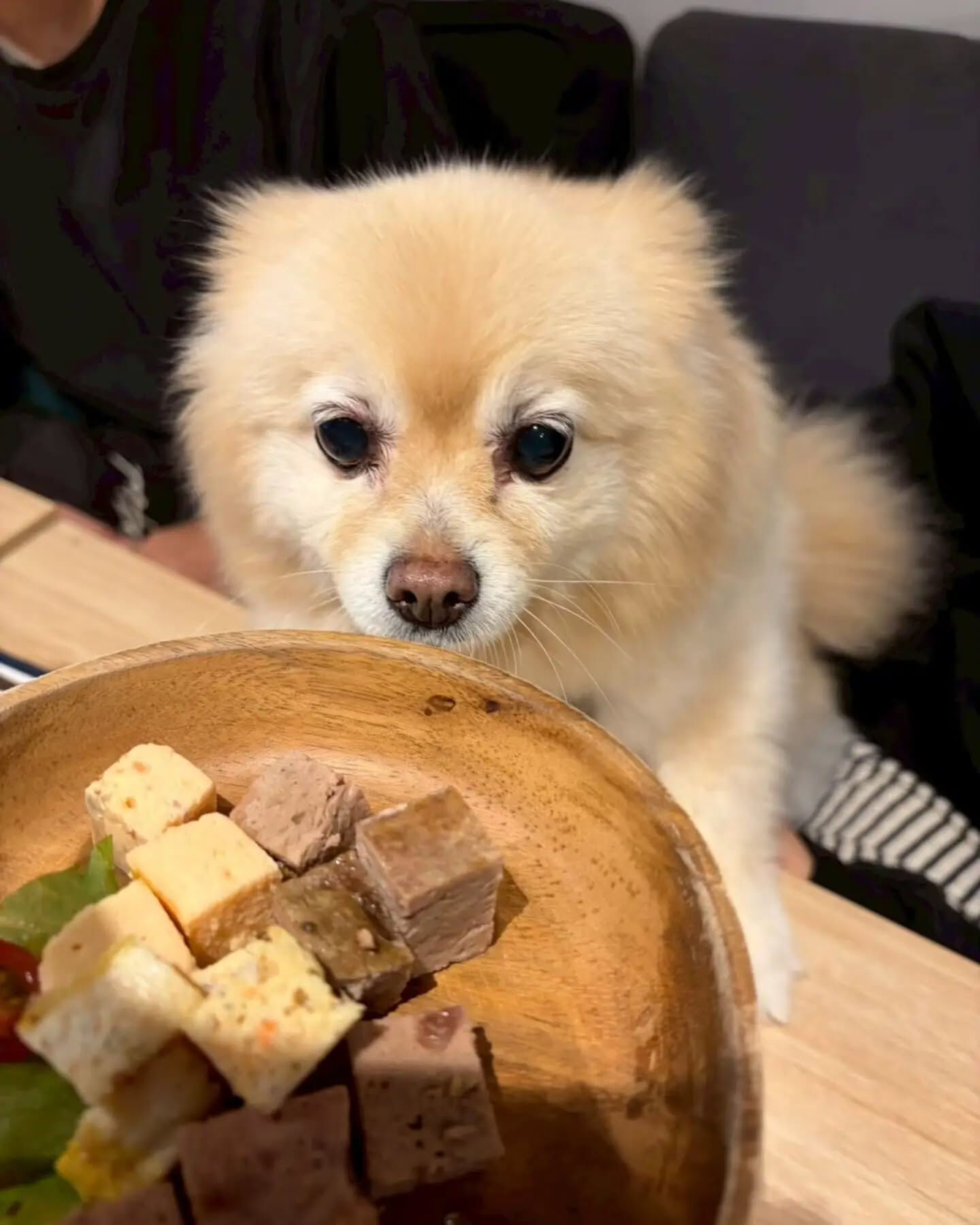 来店わんこのお写真投稿🐶✨