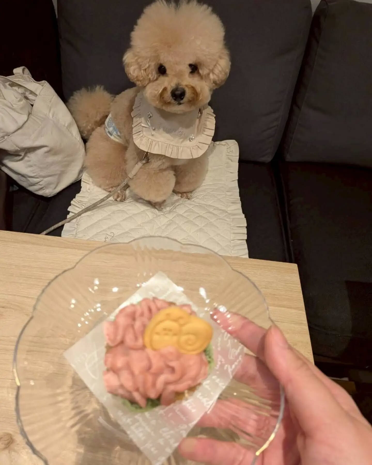 来店わんこのお写真投稿🐶✨