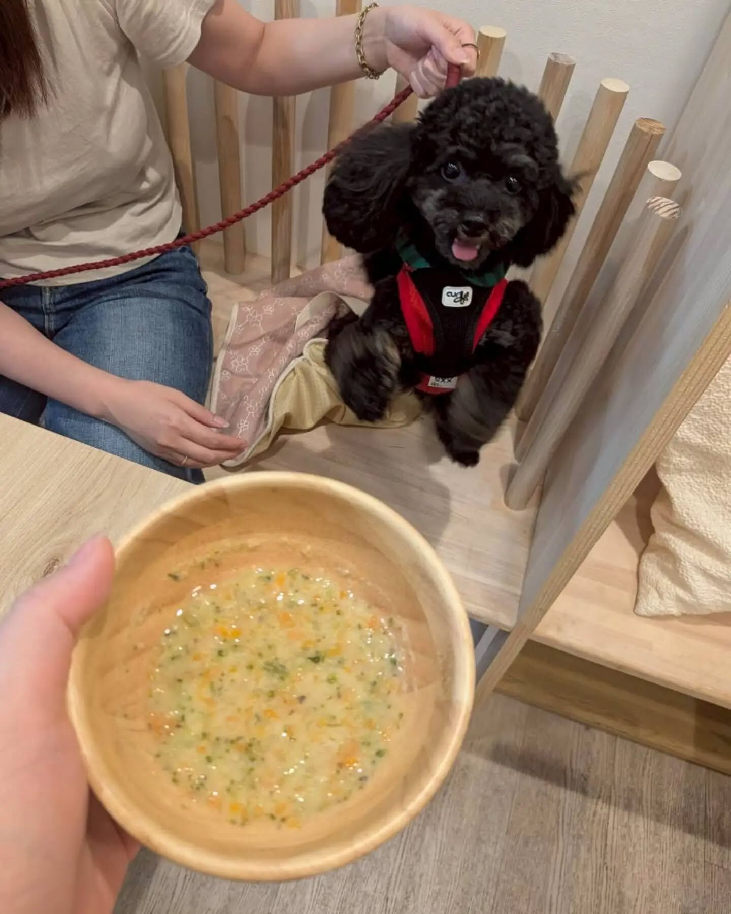 来店わんこのお写真投稿🐶✨