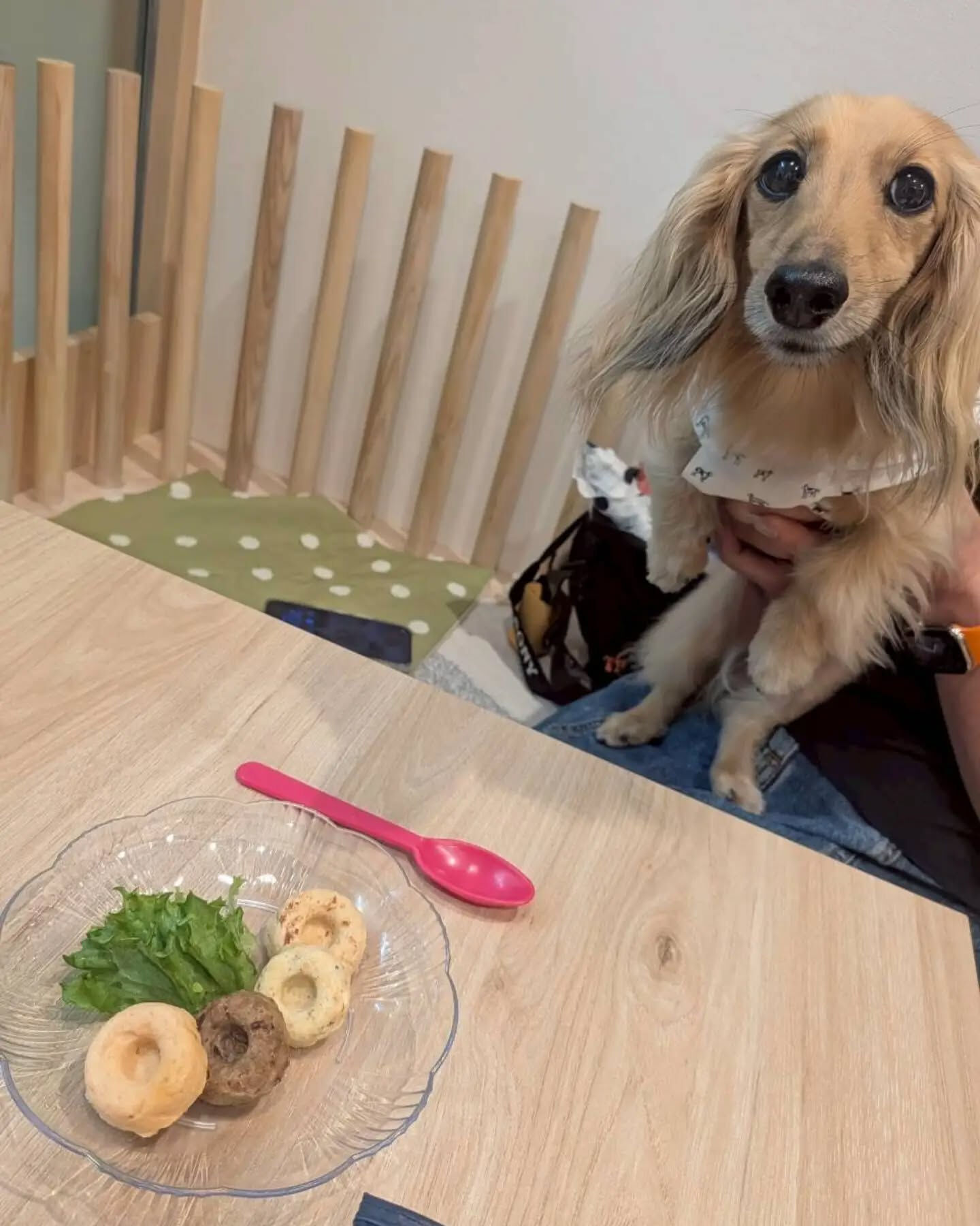 来店わんこのお写真投稿🐶✨