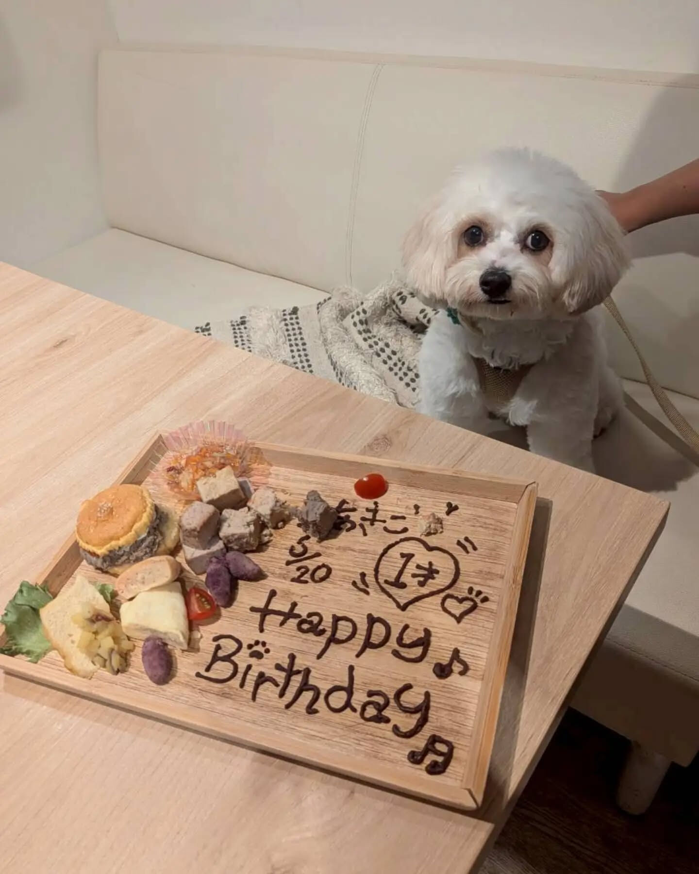 来店わんこのお写真投稿🐶✨