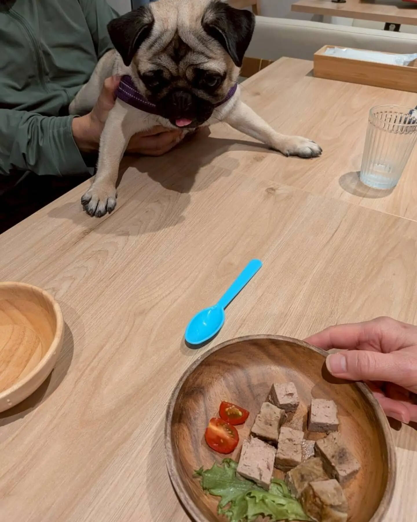 来店わんこのお写真投稿🐶✨