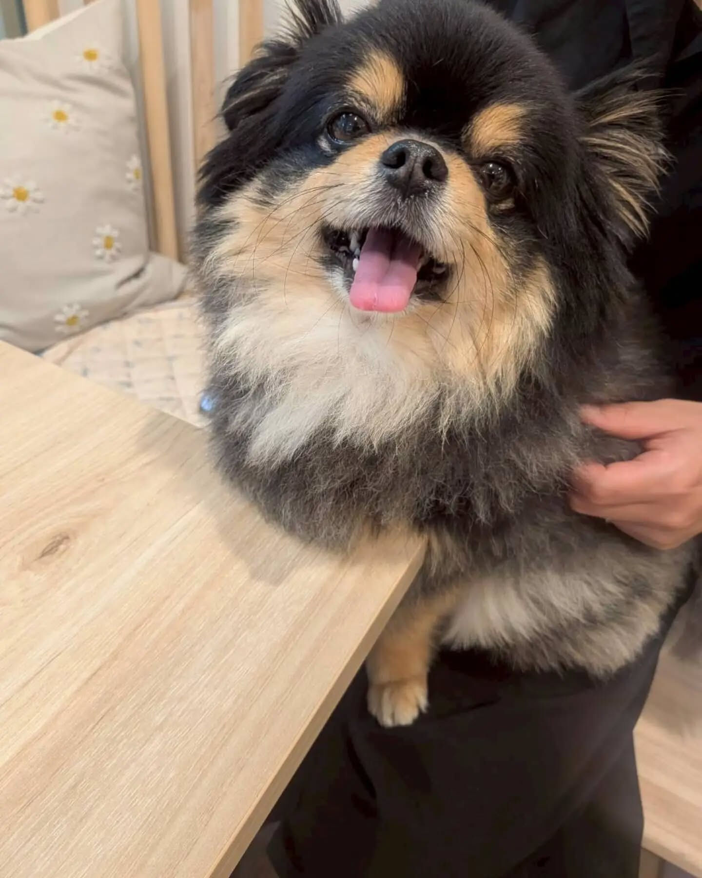 来店わんこのお写真投稿🐶✨