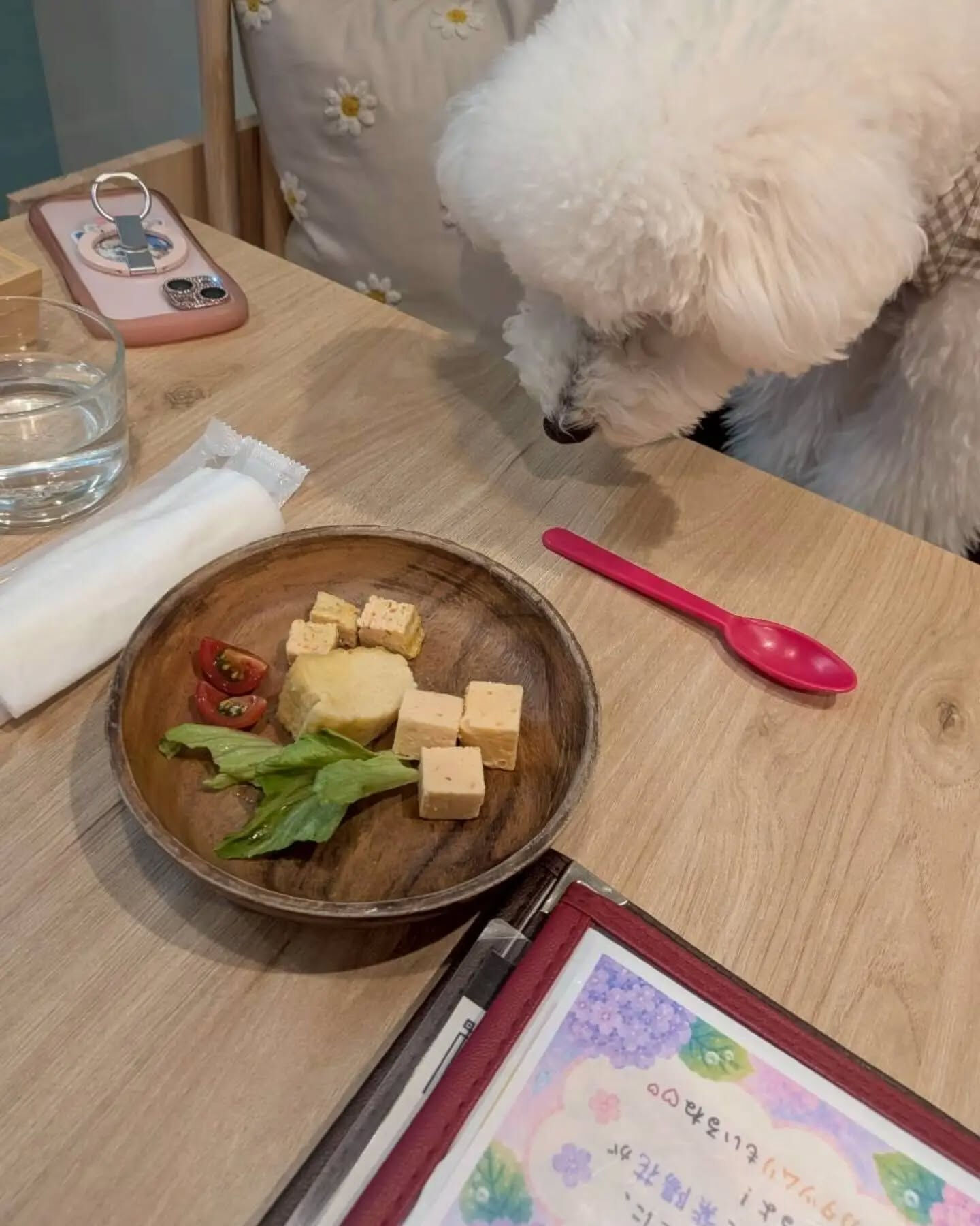 来店わんこのお写真投稿🐶✨