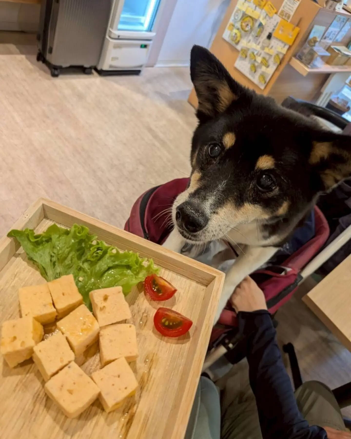 来店わんこのお写真投稿🐶✨