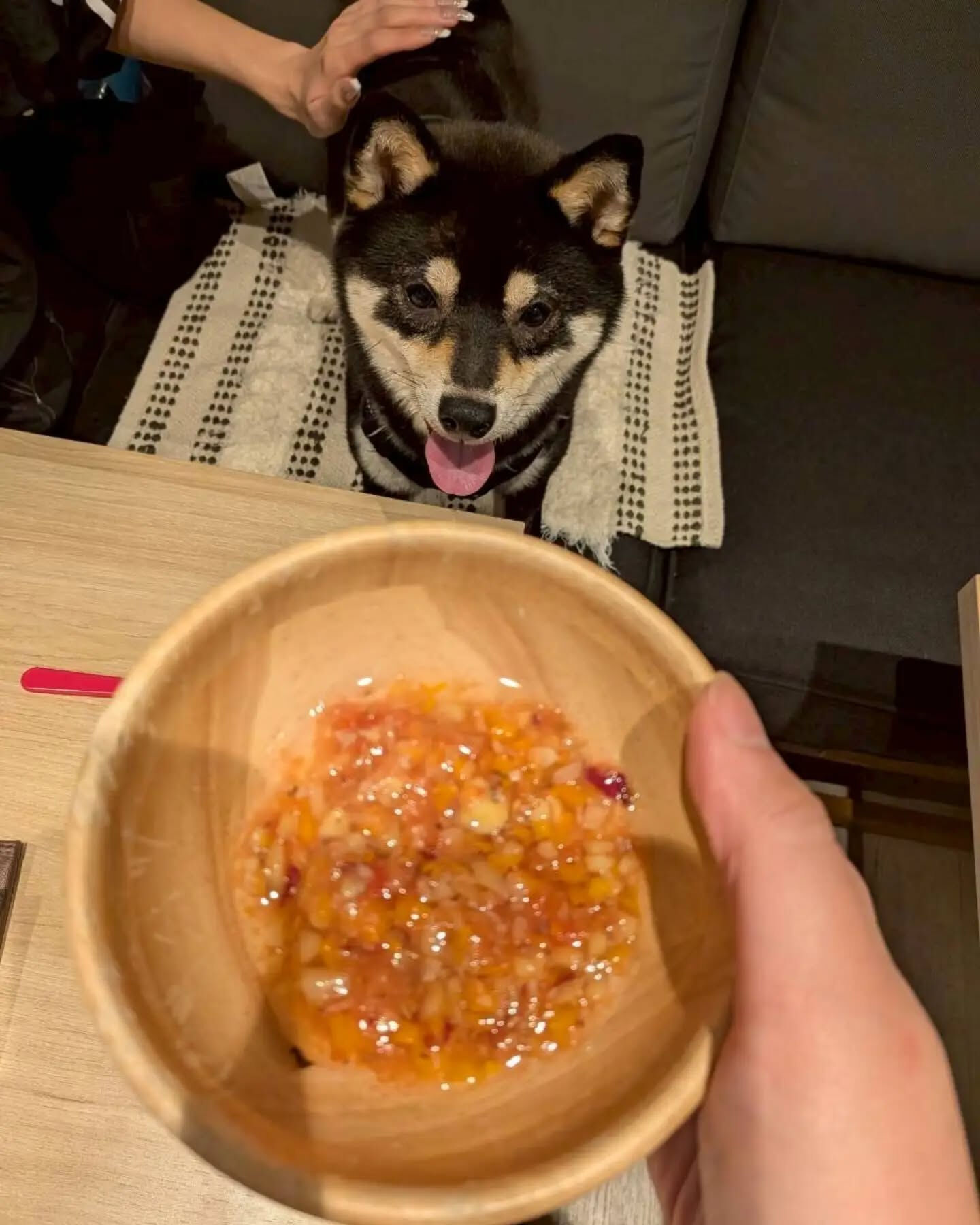 来店わんこのお写真投稿🐶✨