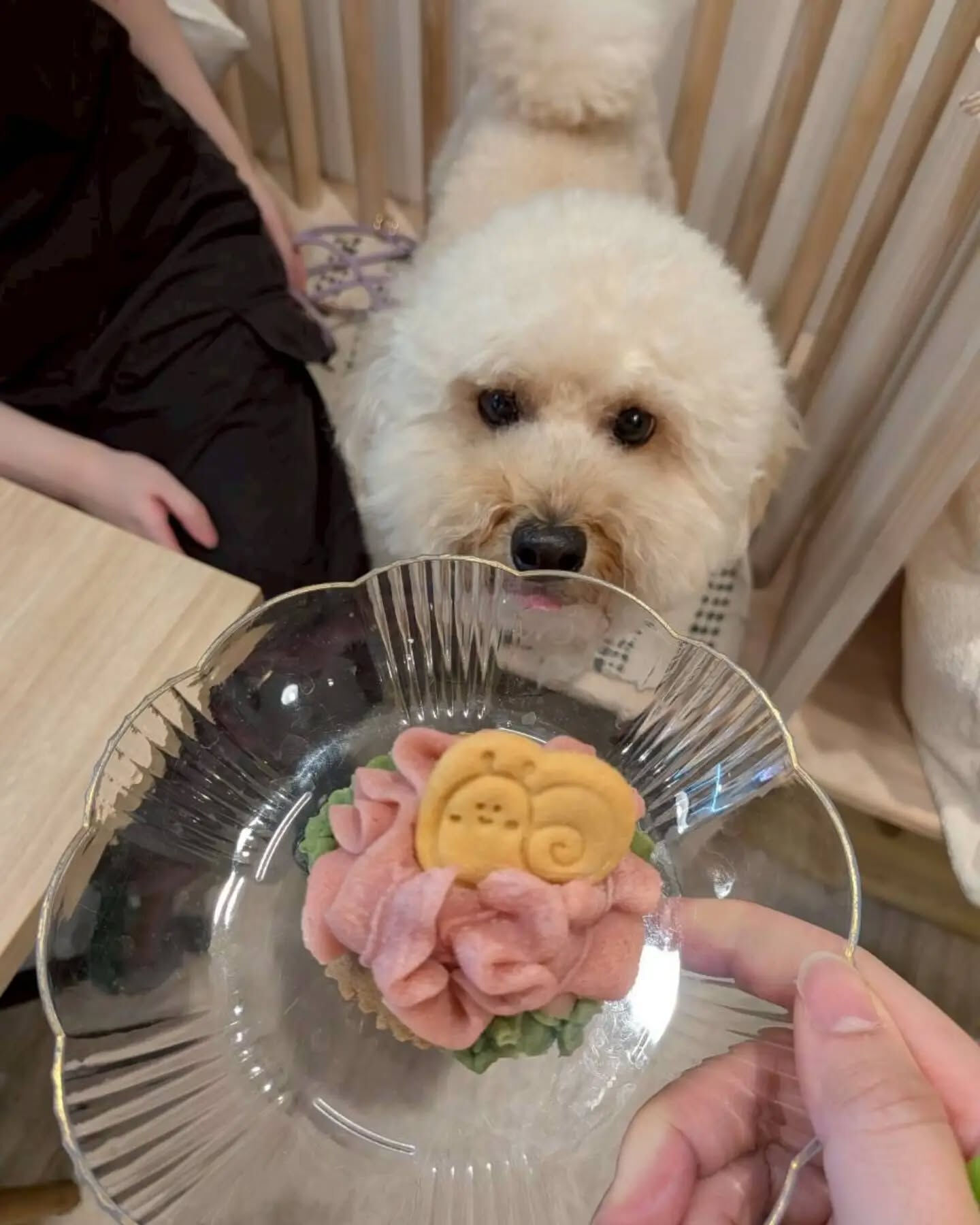来店わんこのお写真投稿🐶✨