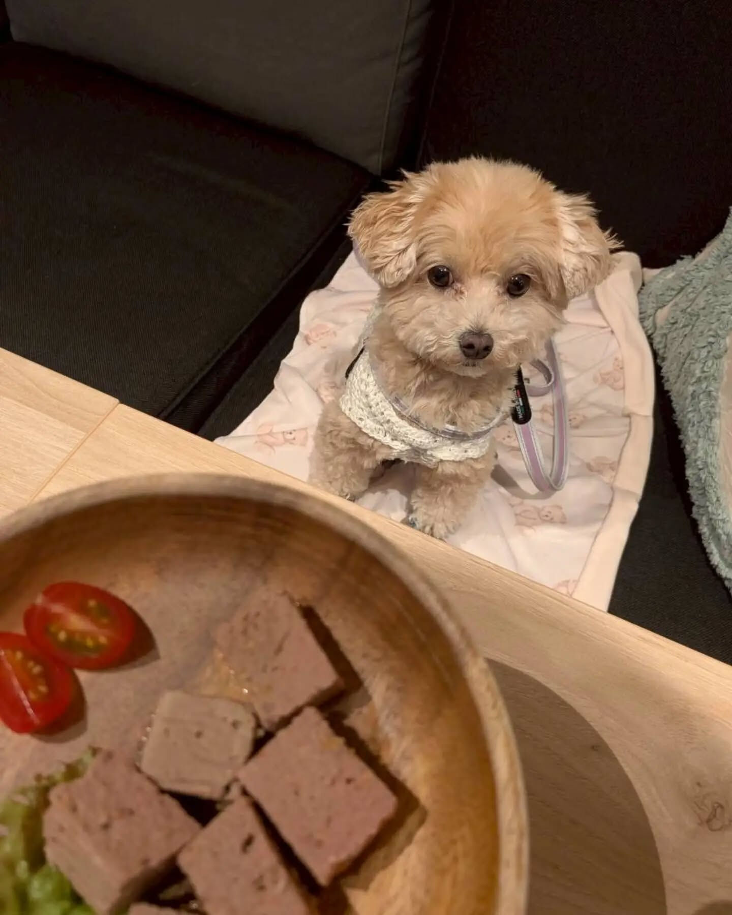 来店わんこのお写真投稿🐶✨
