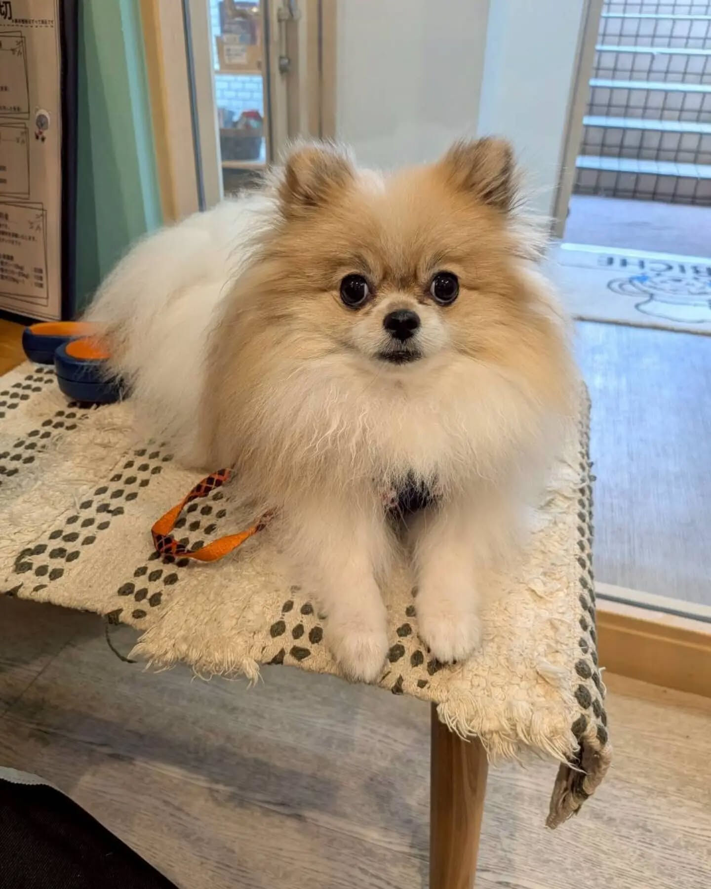 来店わんこのお写真投稿🐶✨