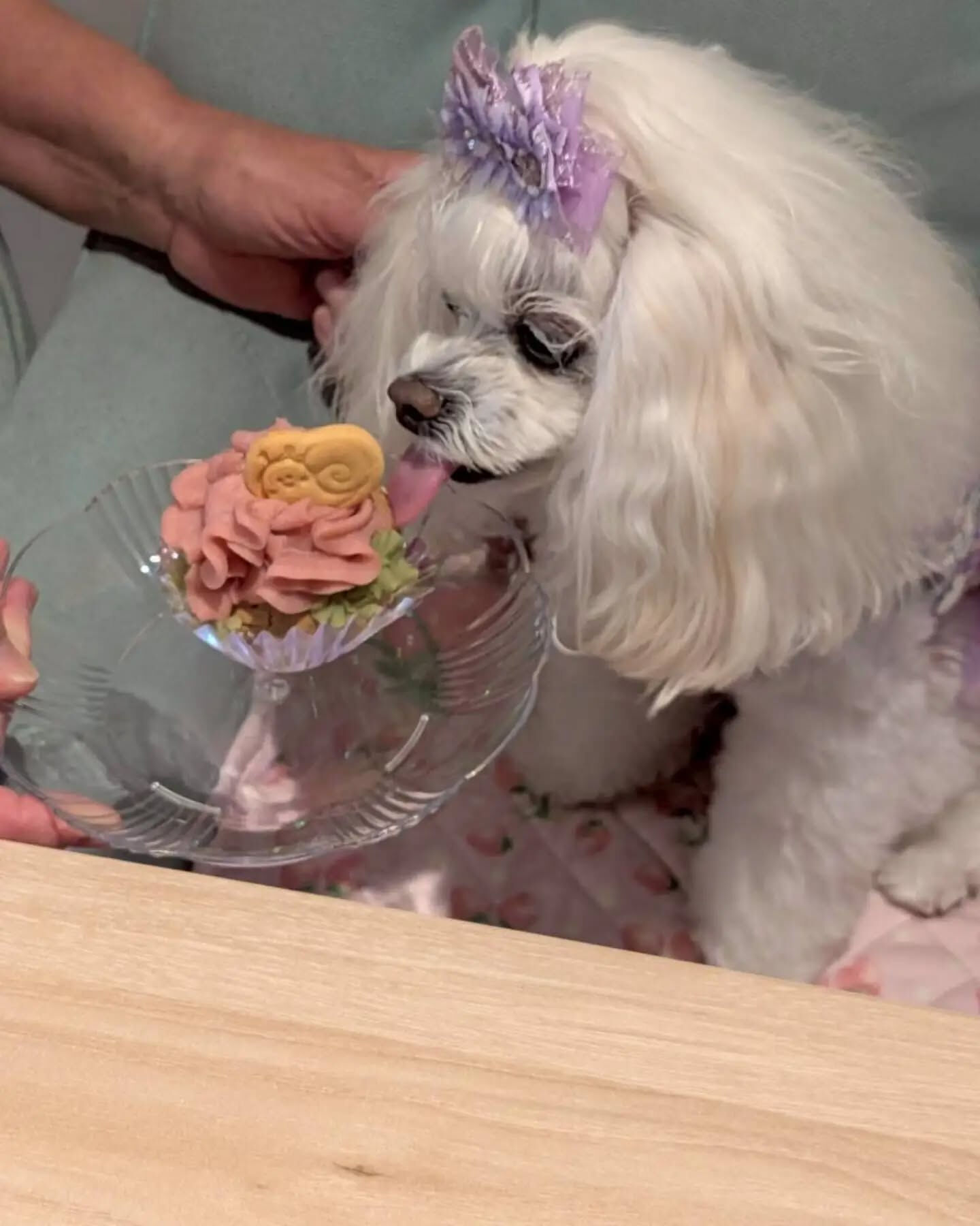 来店わんこのお写真投稿🐶✨