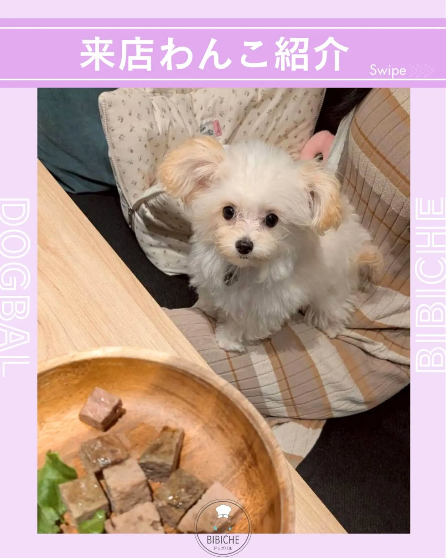 来店わんこのお写真投稿🐶✨