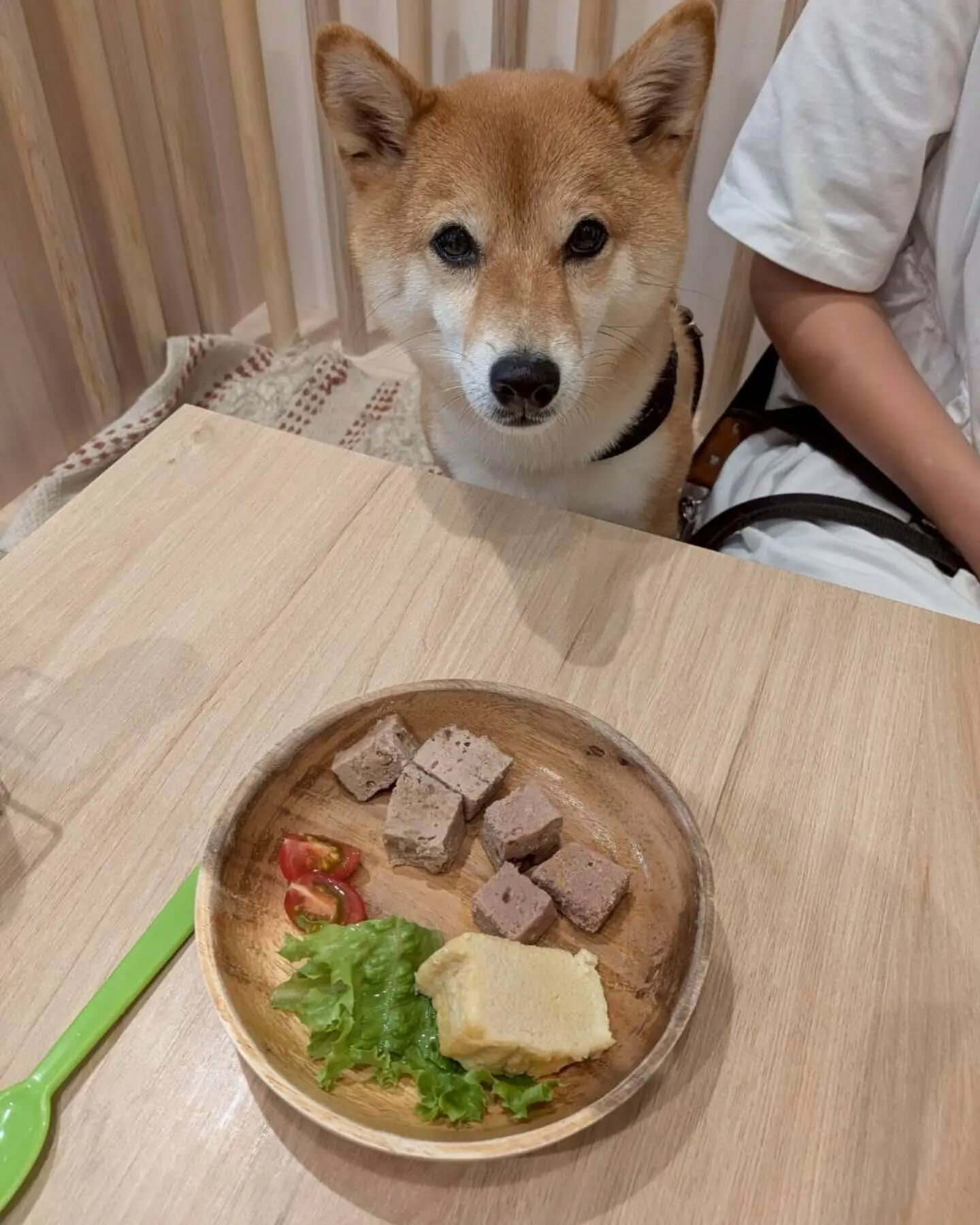 来店わんこのお写真投稿🐶✨
