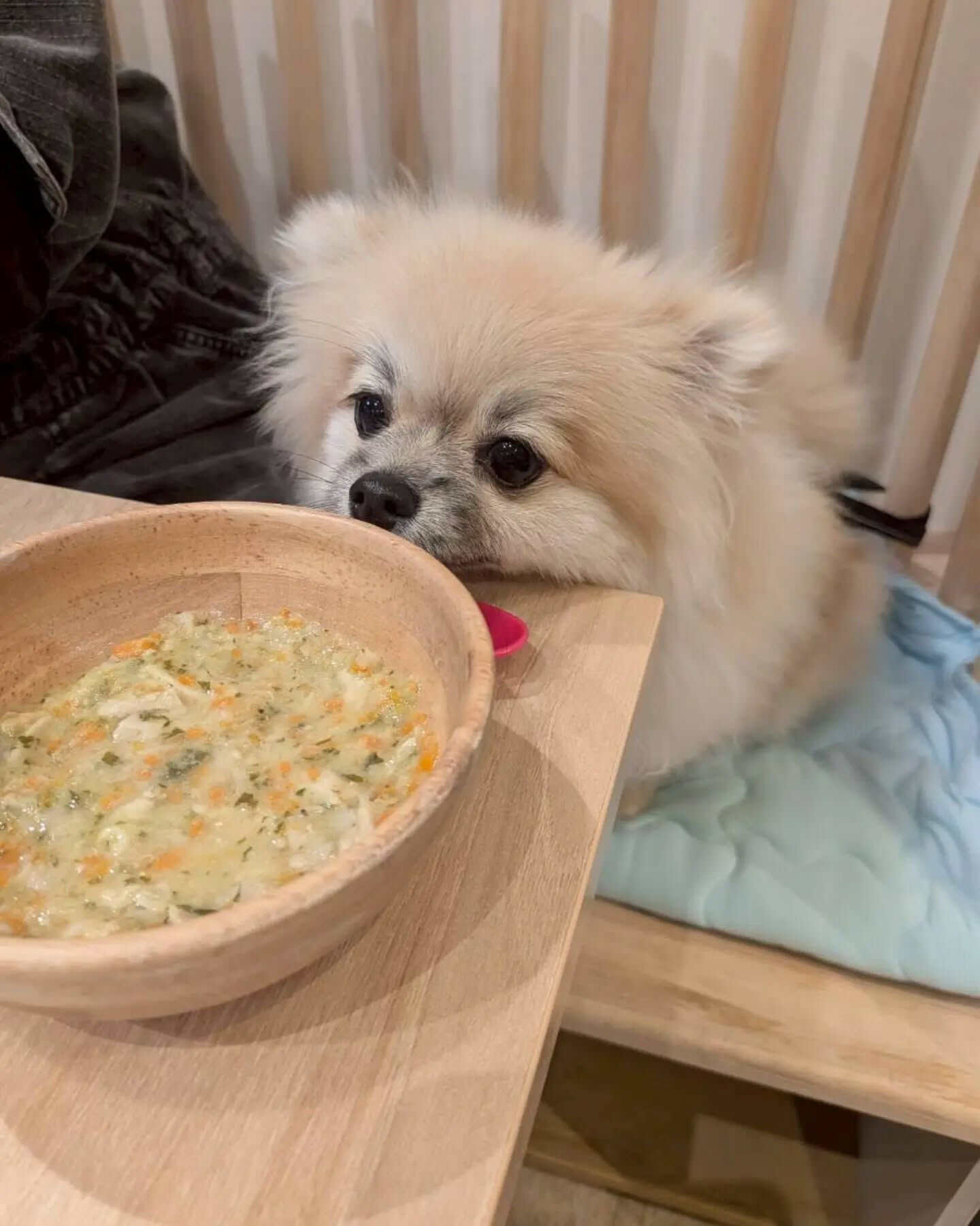 来店わんこのお写真投稿🐶✨