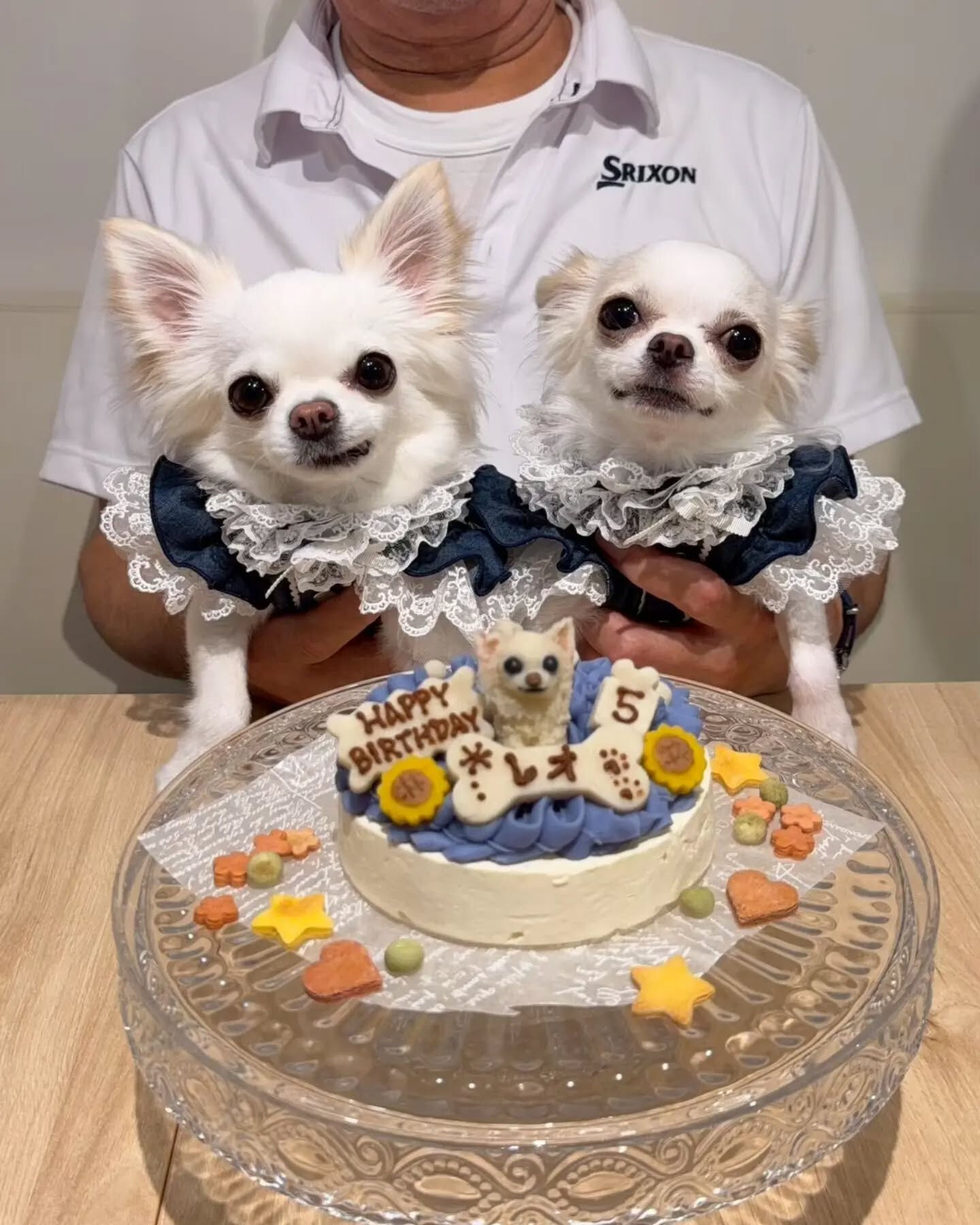 来店わんこのお写真投稿🐶✨