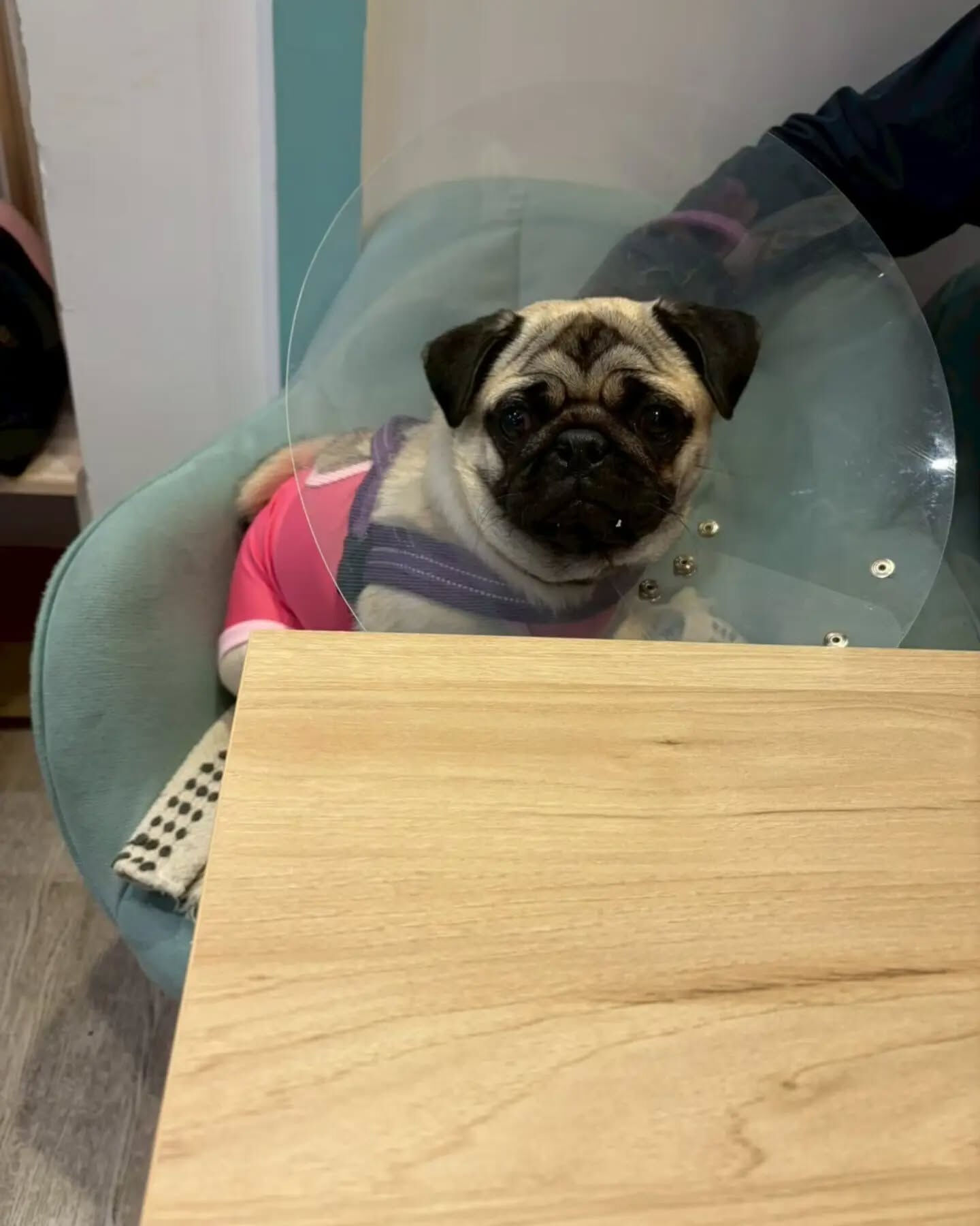来店わんこのお写真投稿🐶✨