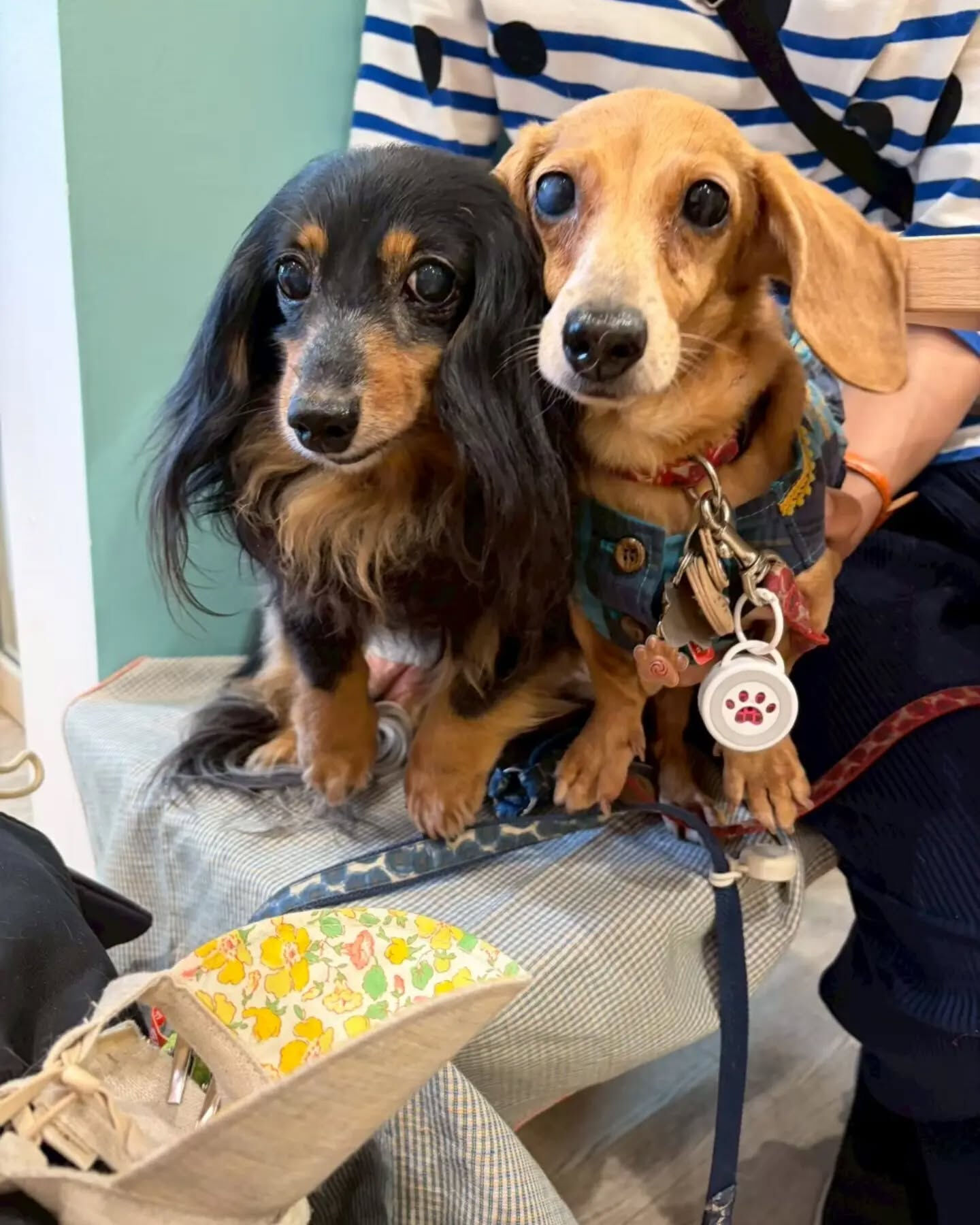 来店わんこのお写真投稿🐶✨