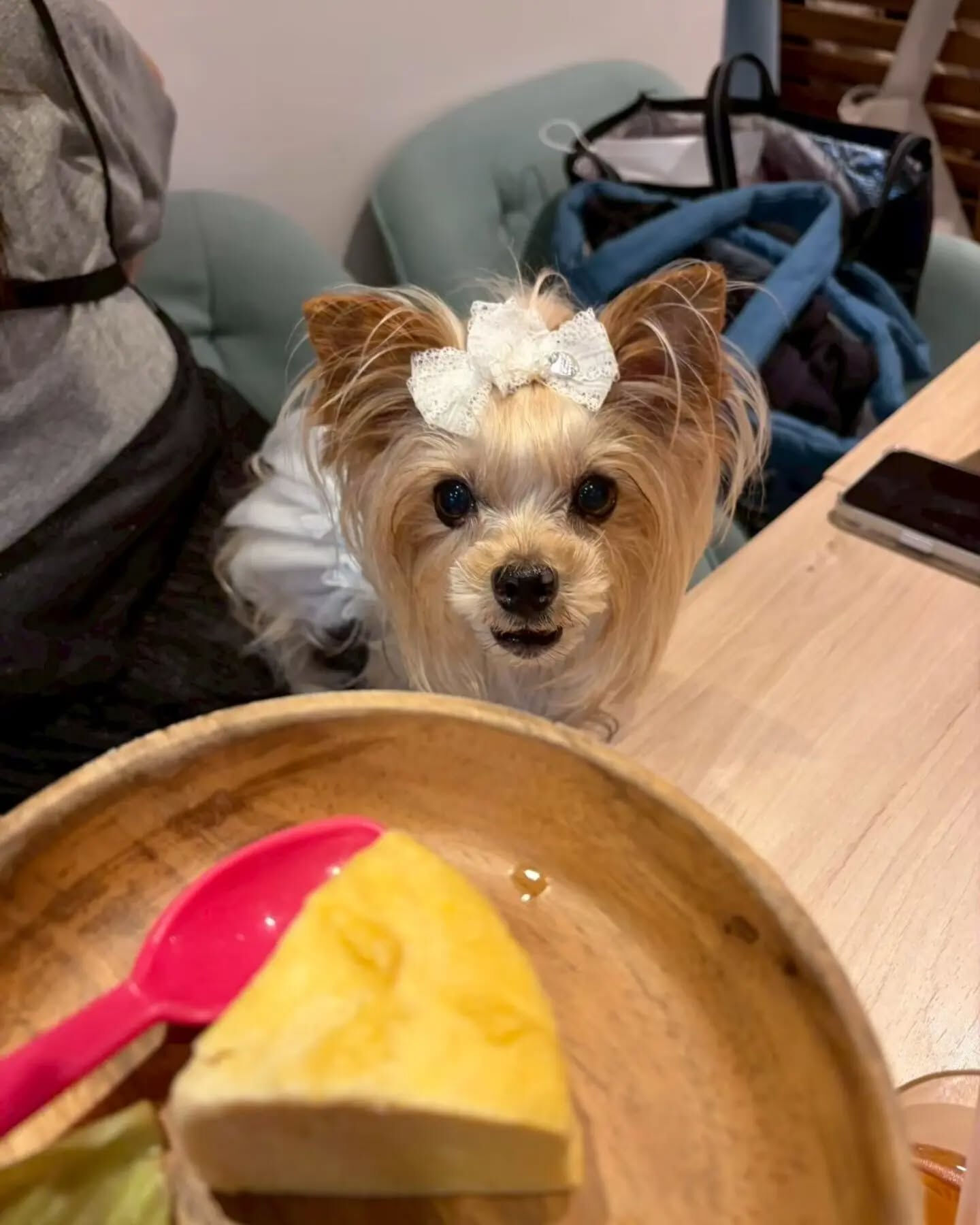 来店わんこのお写真投稿🐶✨