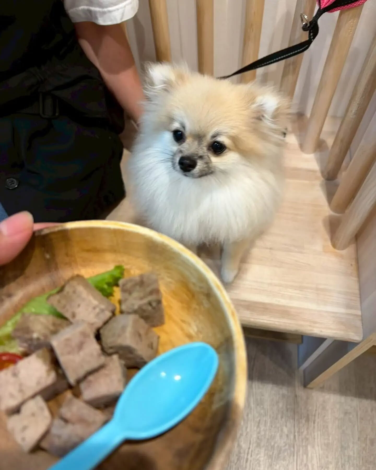 来店わんこのお写真投稿🐶✨