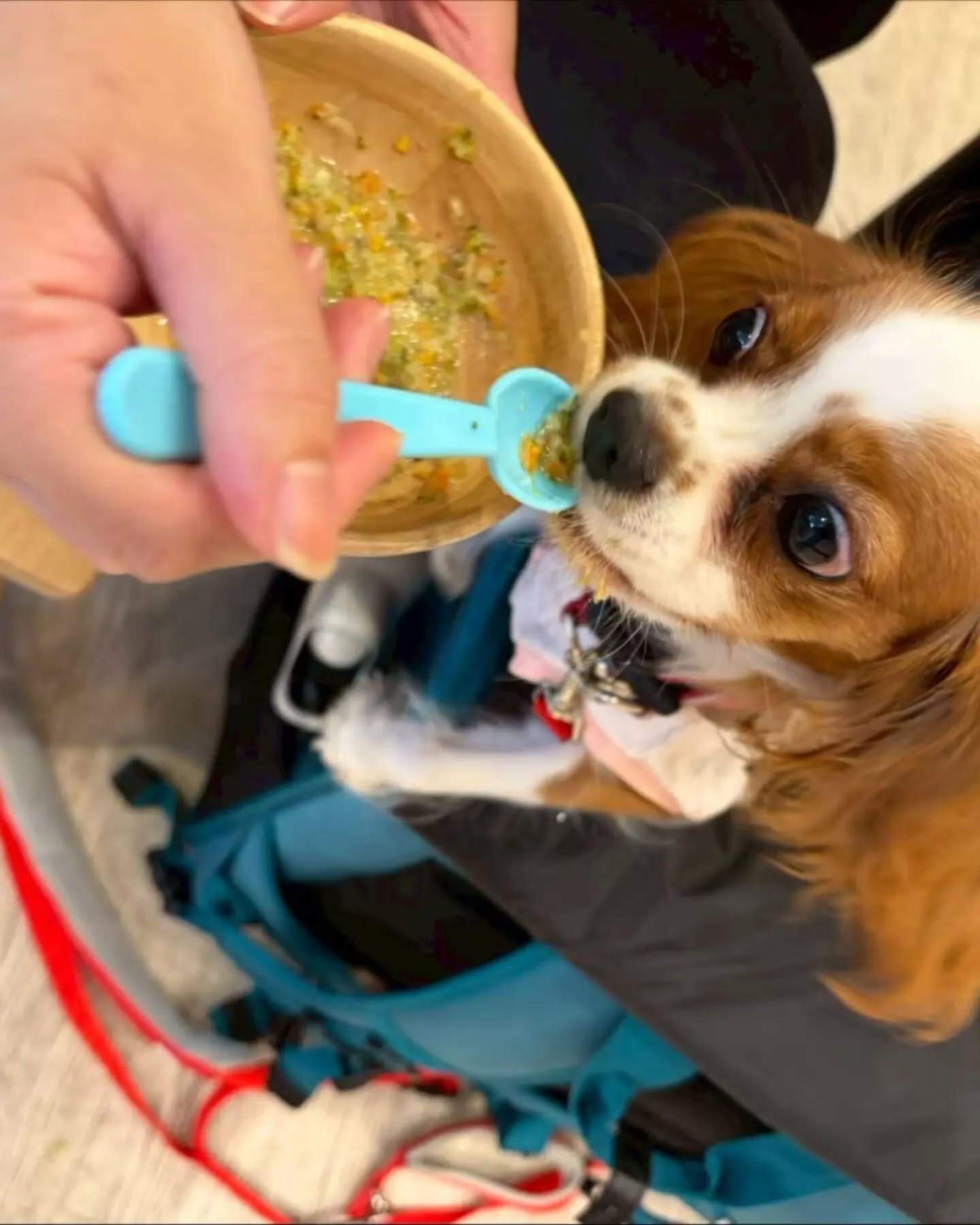 来店わんこのお写真投稿🐶✨