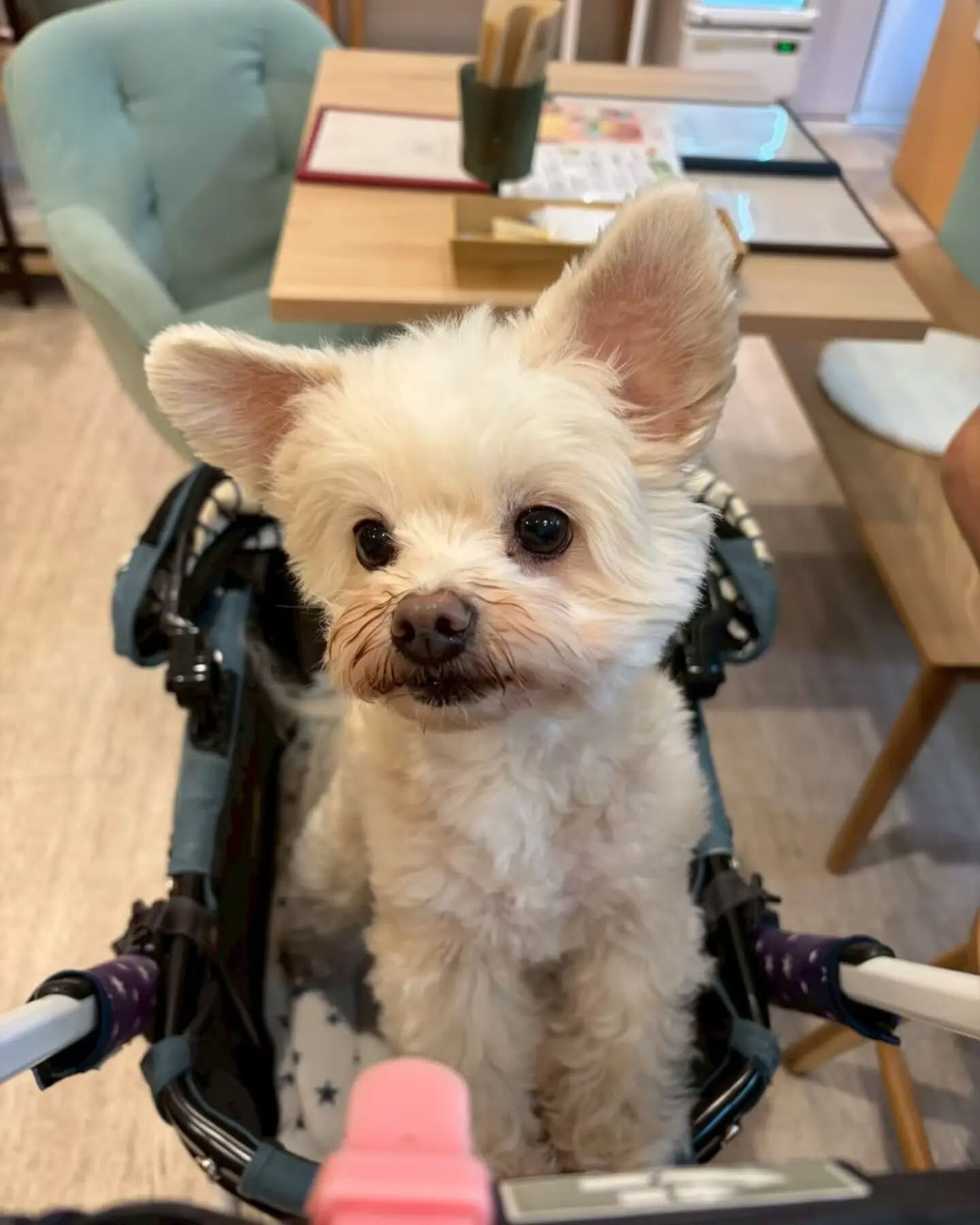 来店わんこのお写真投稿🐶✨
