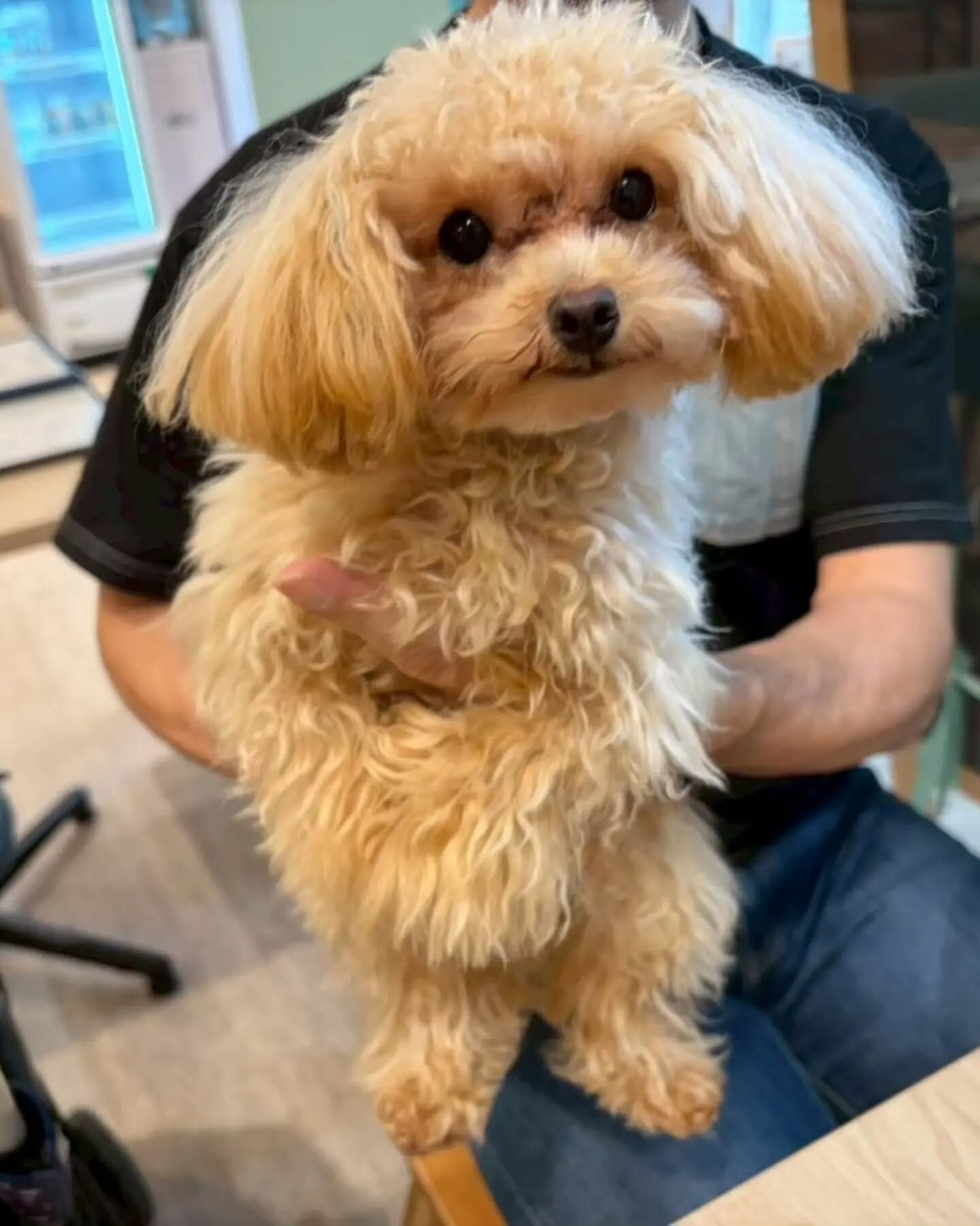 来店わんこのお写真投稿🐶✨