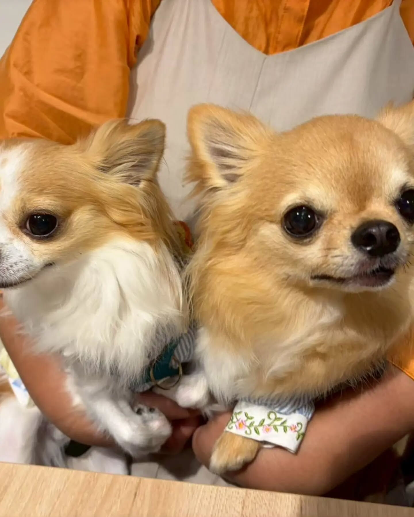 来店わんこのお写真投稿🐶✨