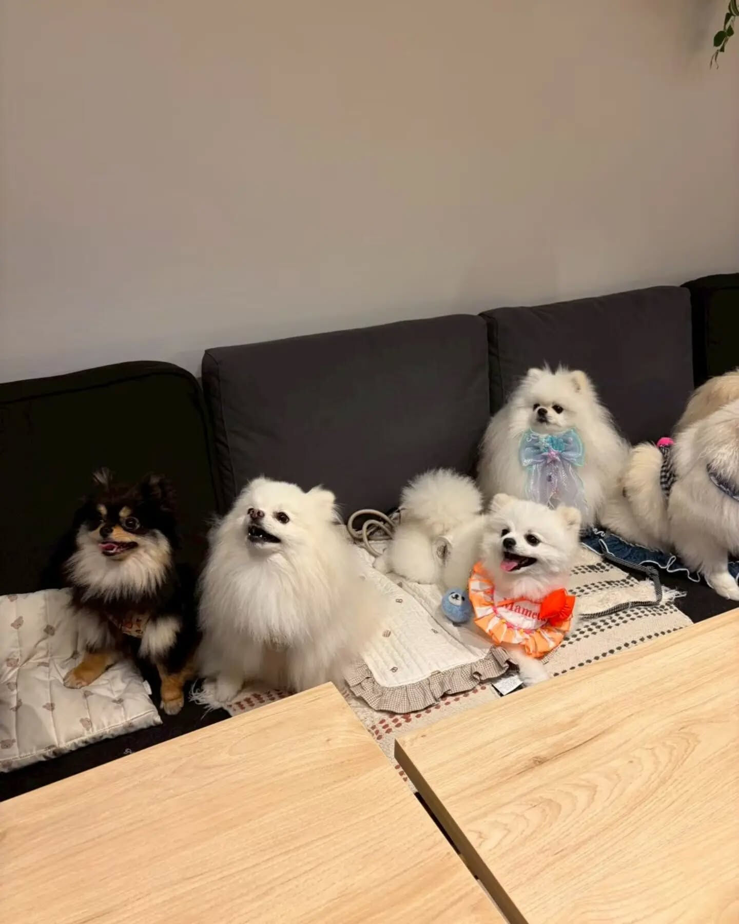 来店わんこのお写真投稿🐶✨