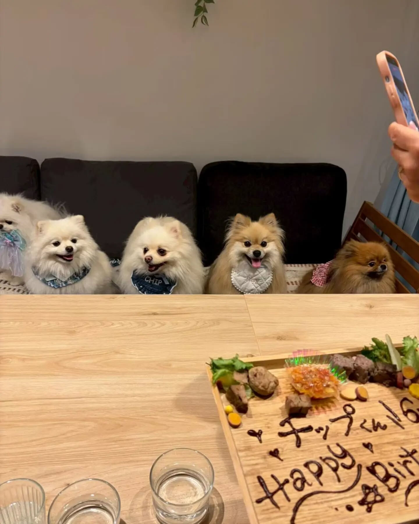 来店わんこのお写真投稿🐶✨