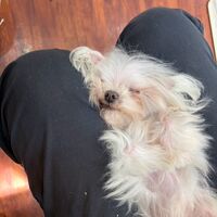 画像7903：里親募集中！マルチーズの時雨ちゃん