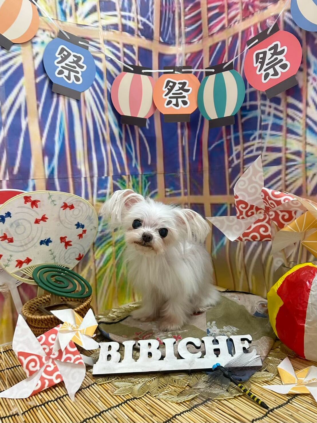 里親募集中！マルチーズの時雨ちゃん