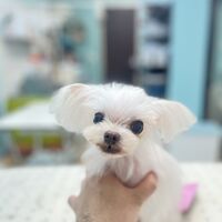 画像7908：里親募集中！マルチーズの時雨ちゃん