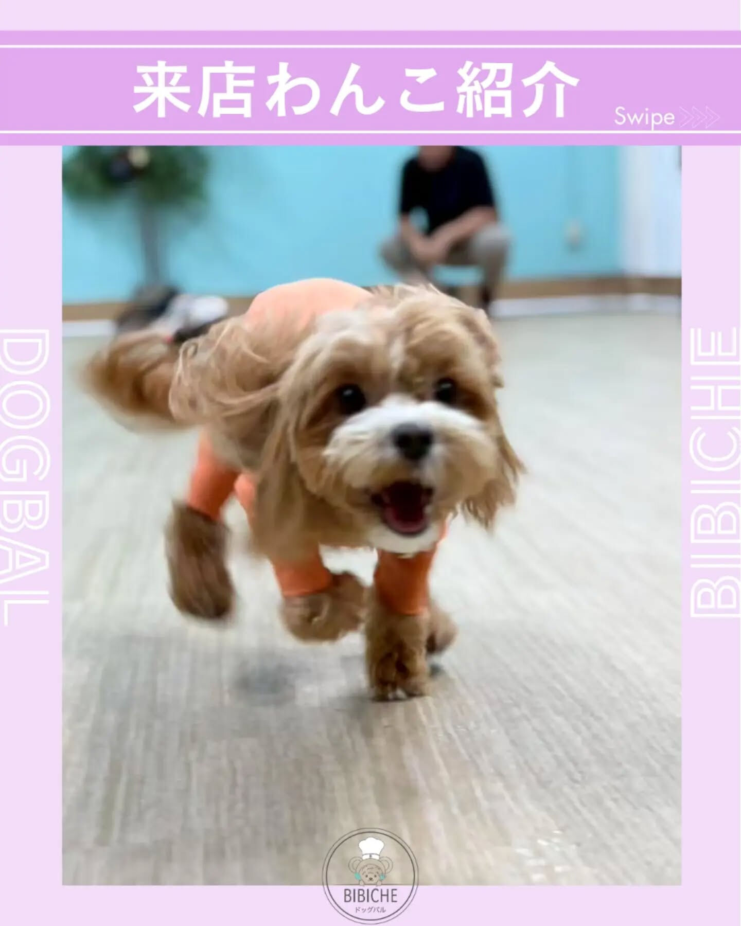 来店わんこのお写真投稿🐶✨