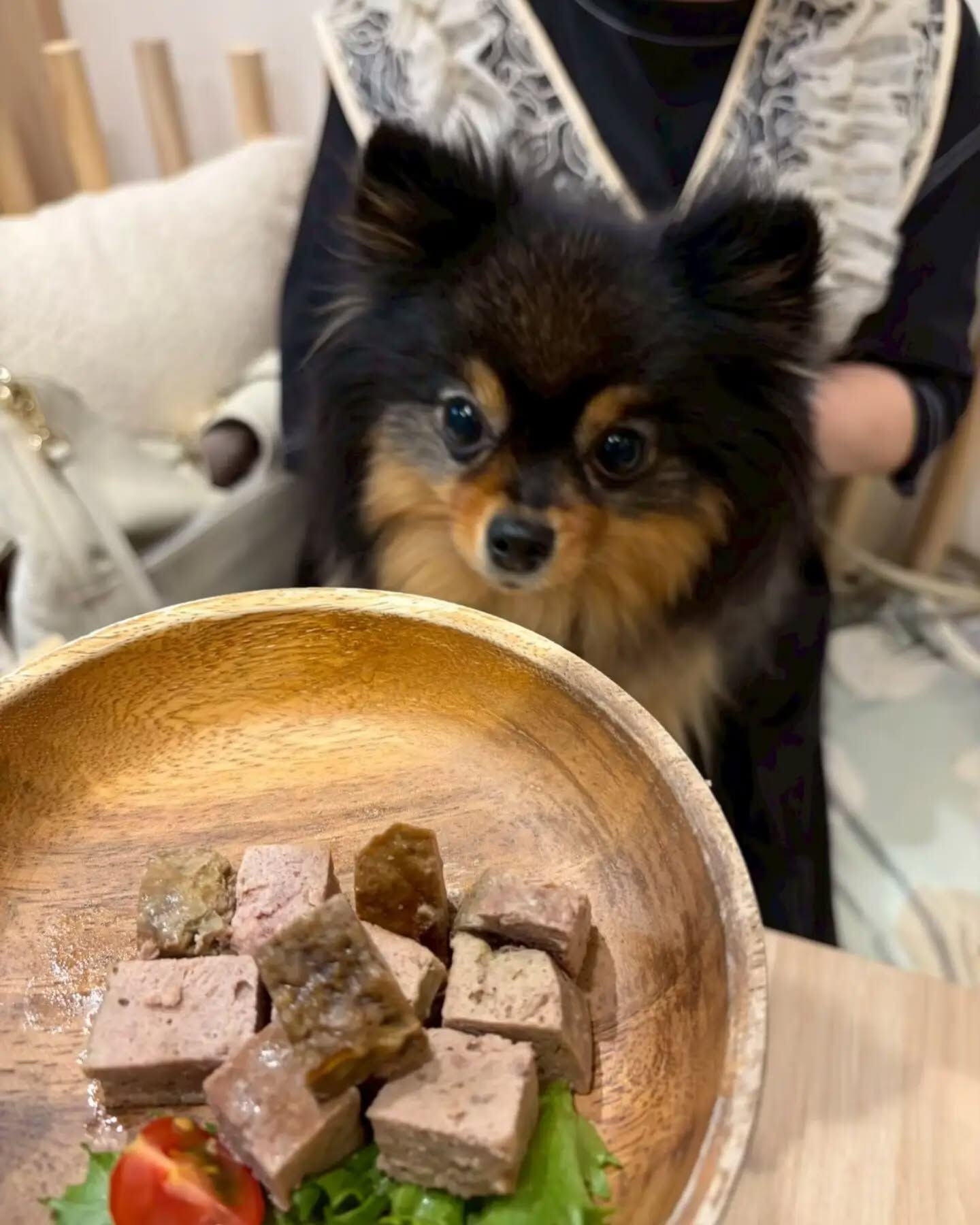 来店わんこのお写真投稿🐶✨