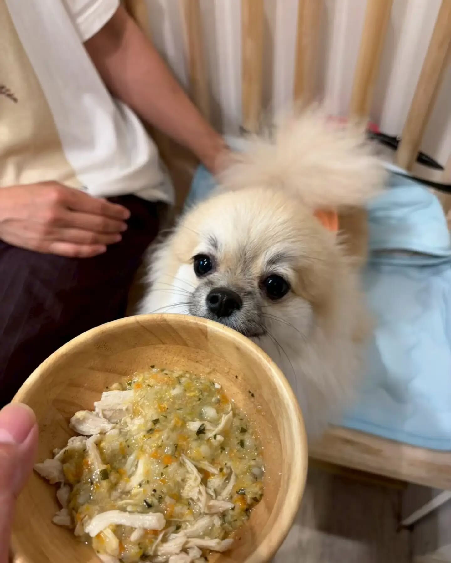 来店わんこのお写真投稿🐶✨