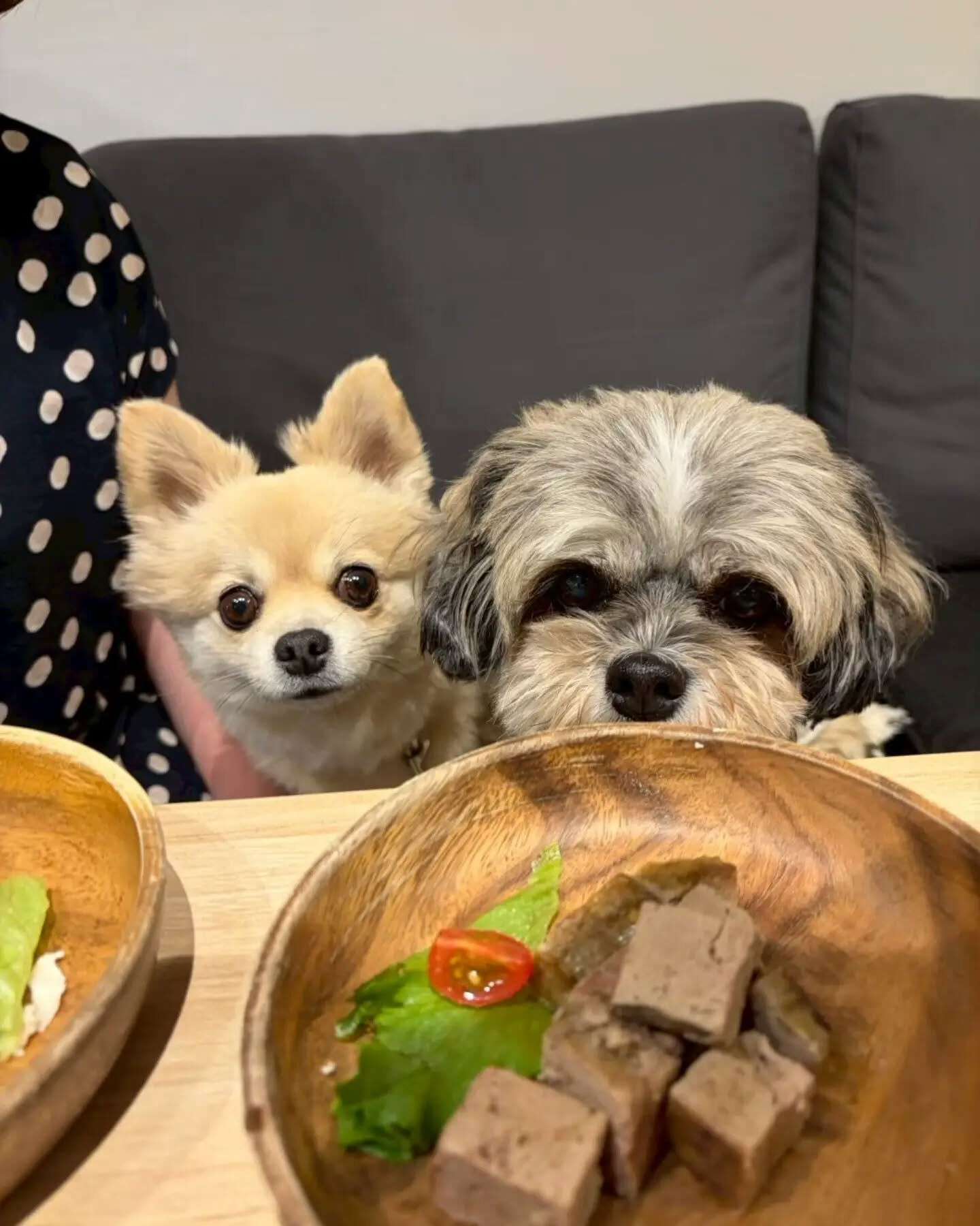 来店わんこのお写真投稿🐶✨
