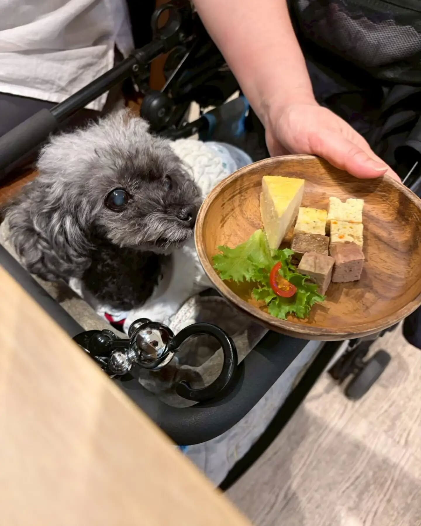来店わんこのお写真投稿🐶✨