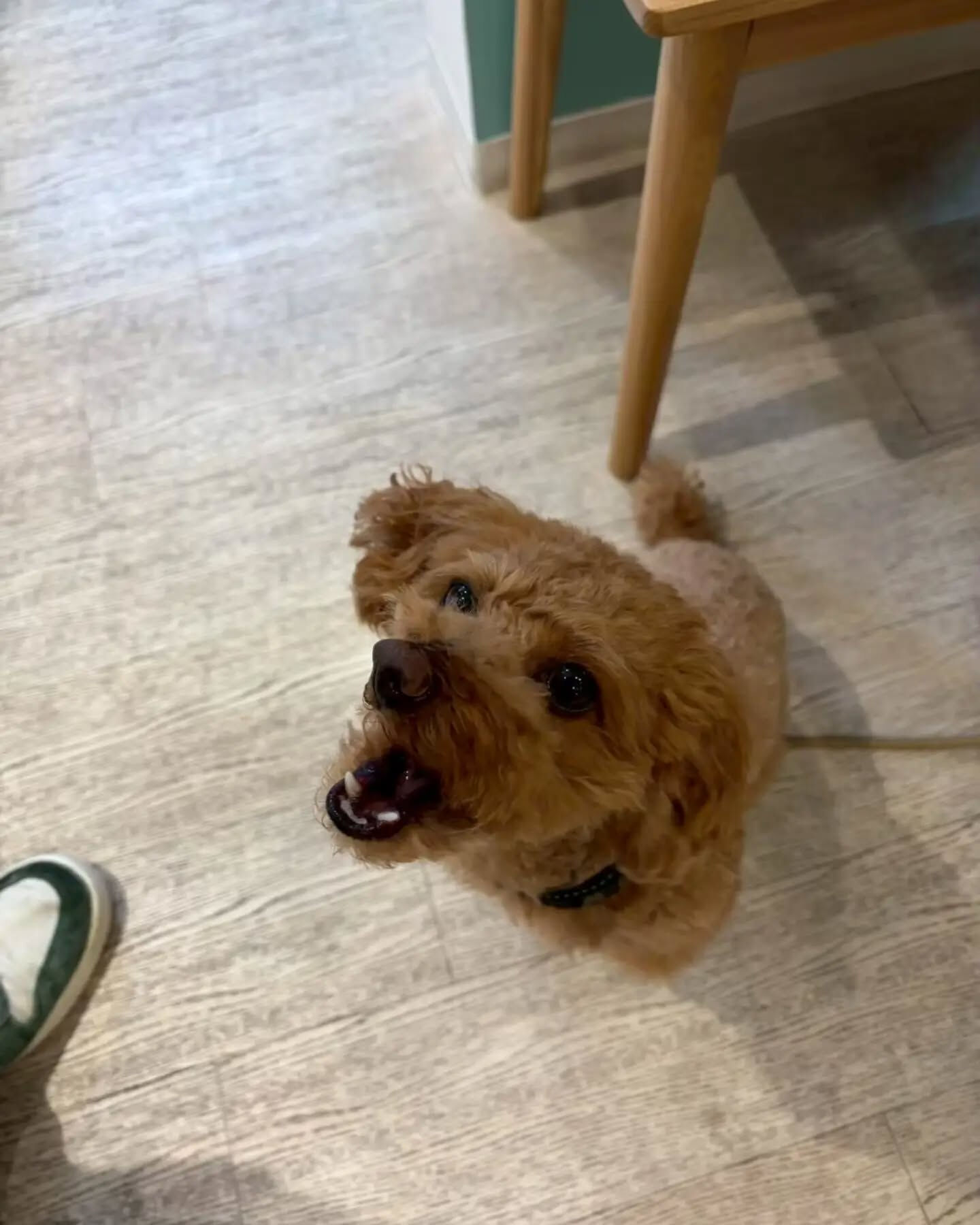 来店わんこのお写真投稿🐶✨